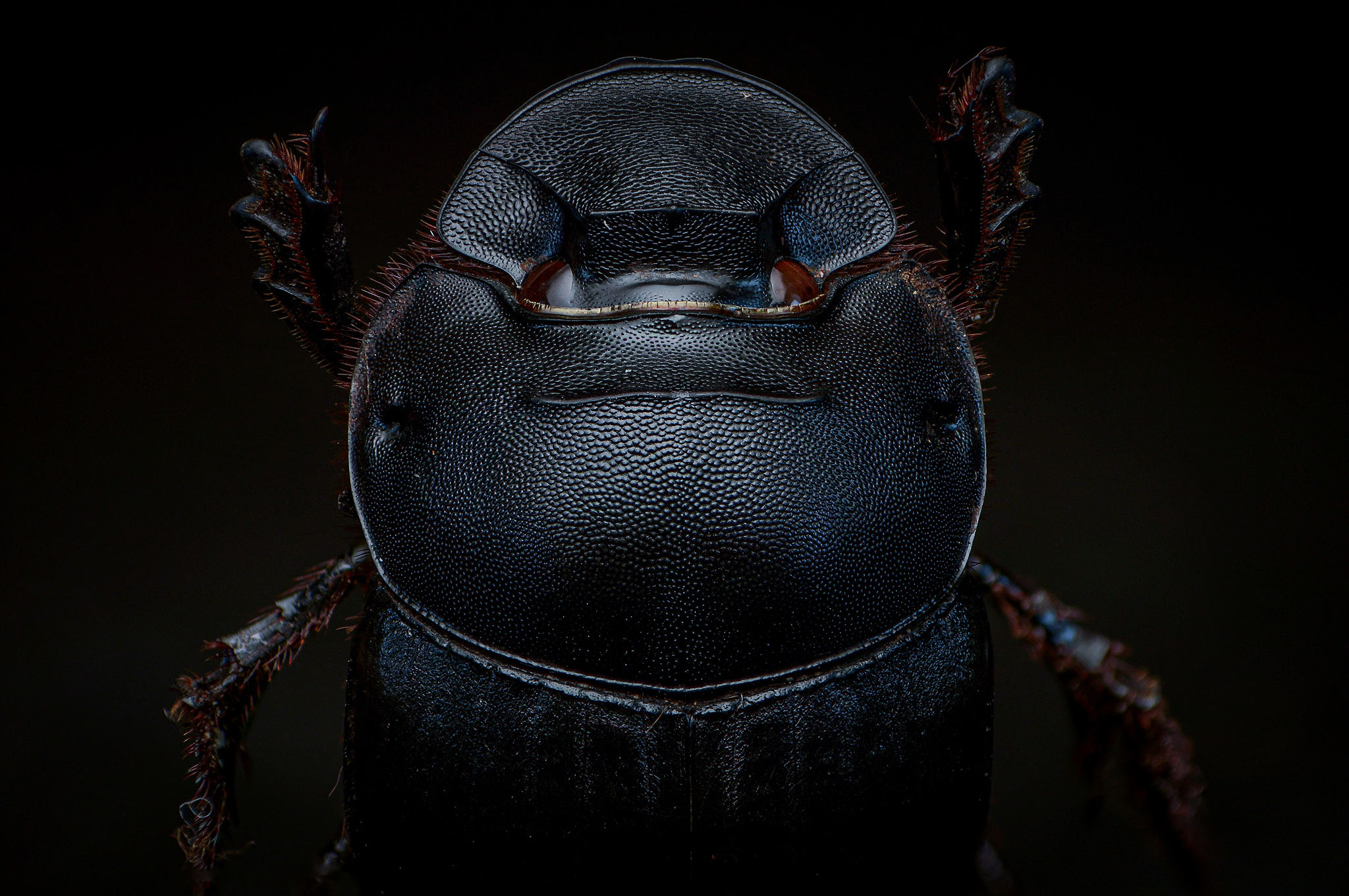 macro, nature, insect, beetle, closeup, Celis Norman