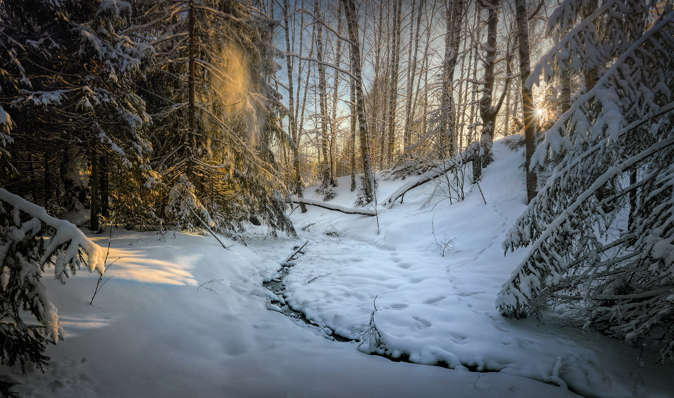 лес зима мороз январь Ивановская область, Александр Бархатов