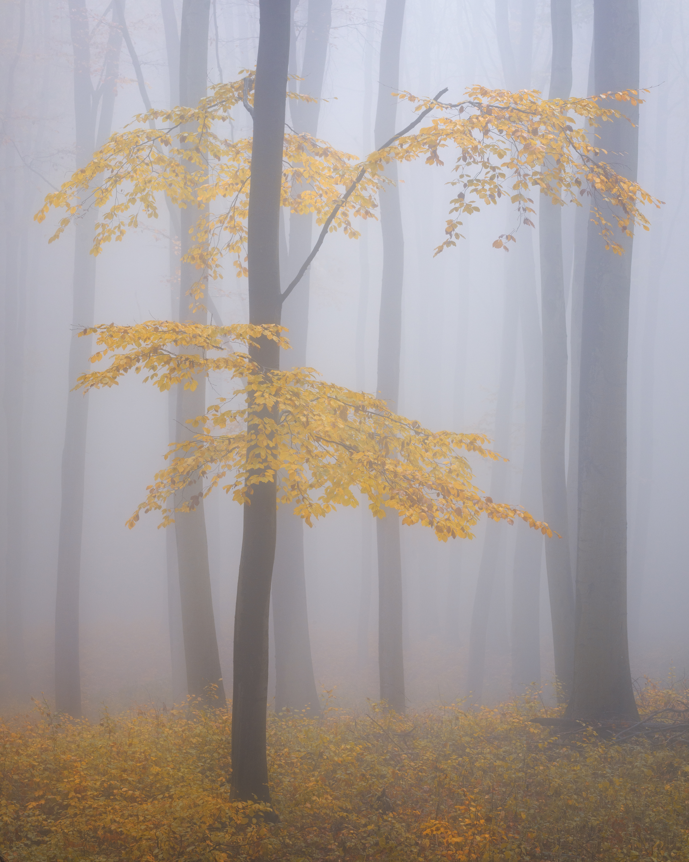 autumn, forest, fog, mood, yellow, nature, earth, clean, nikon, Patrick
