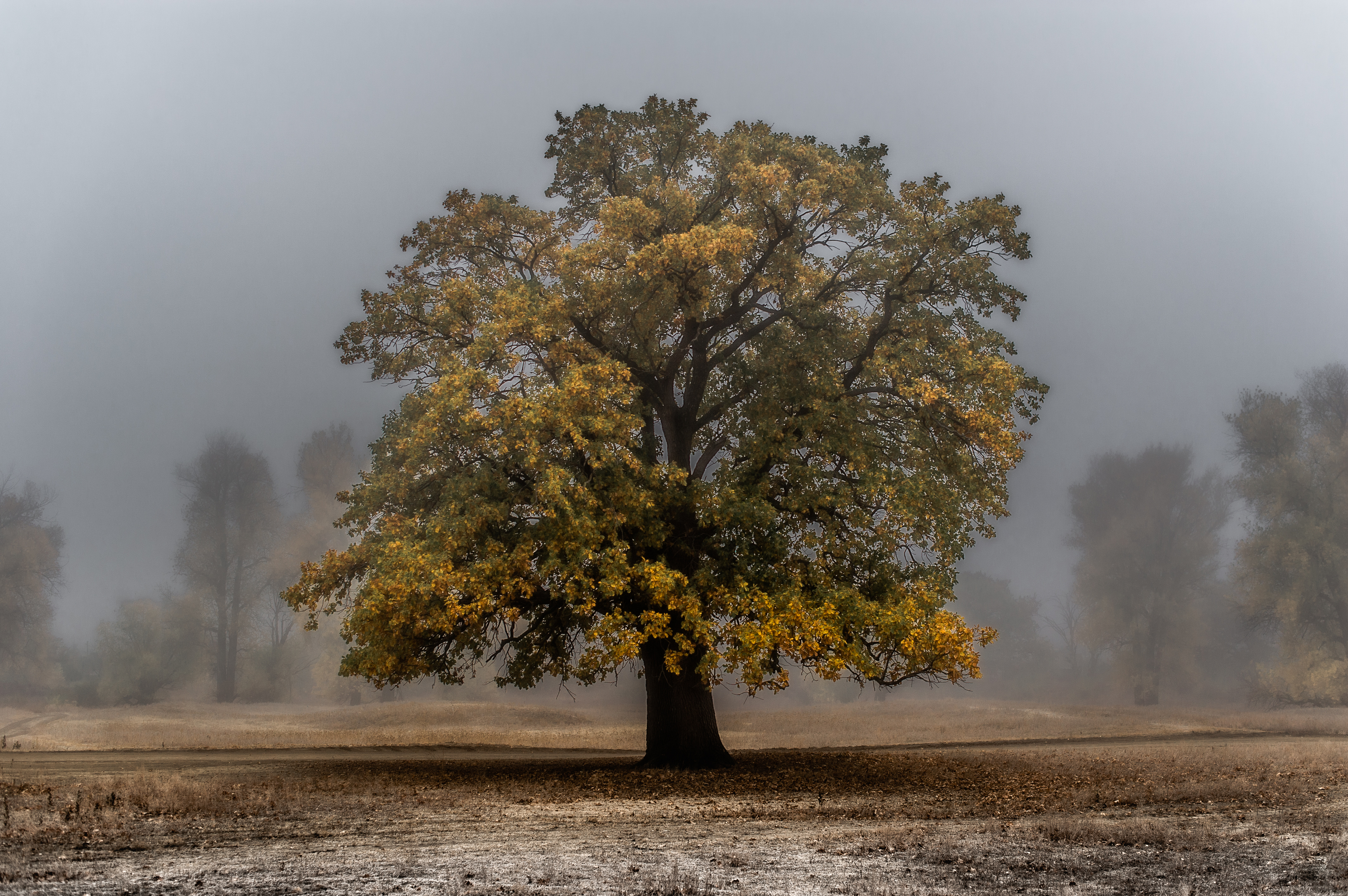 осень, дуб, листва, пейзаж, природа, autumn, oak, tree, foliage, landscape, fog, Васильев Роман