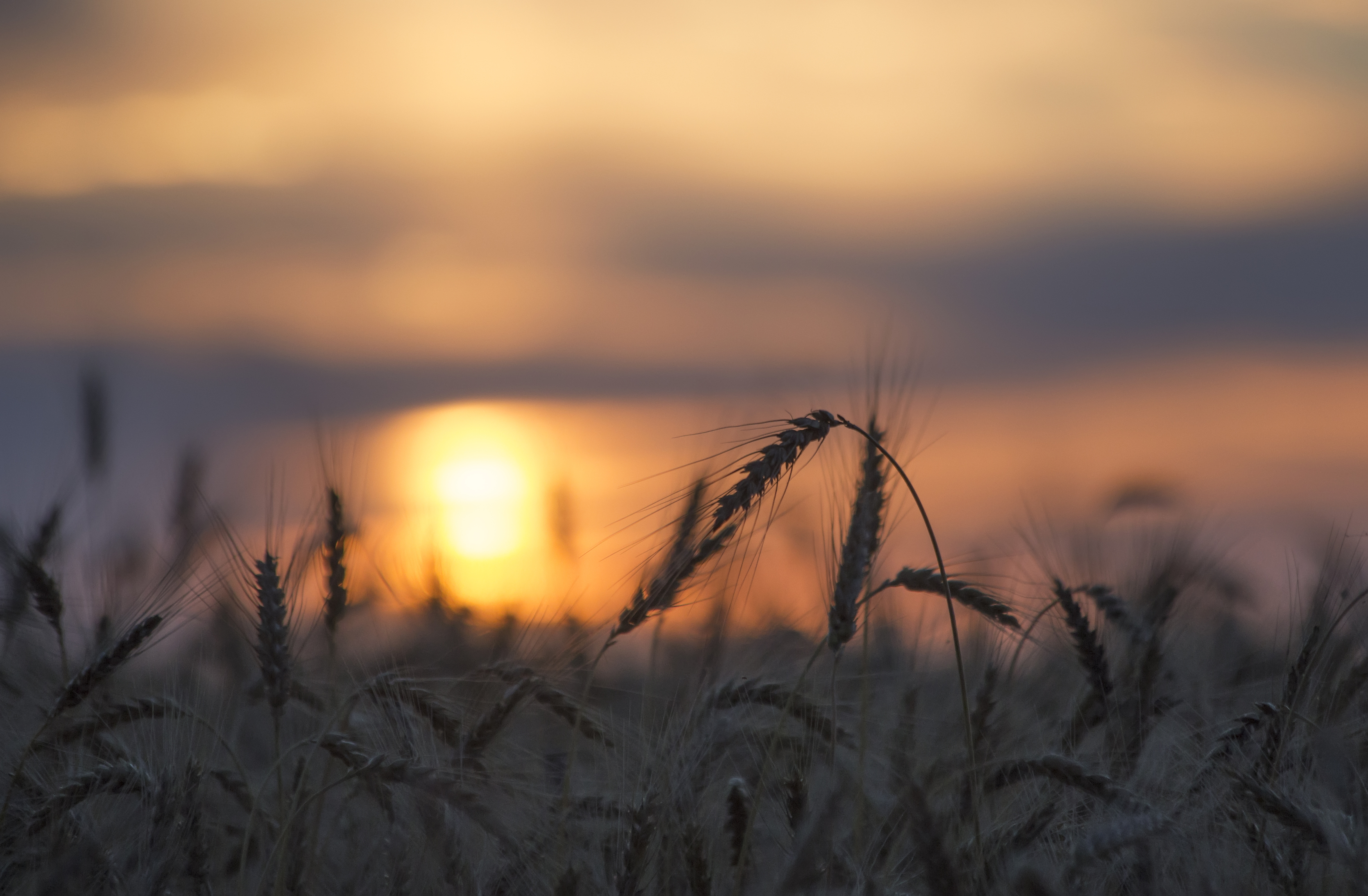 поле, пшеница, рожь, колосья, колоски, солнце, рассвет, закат, луч, природа, утро, рассвет, хлеб, Стасов Виталий