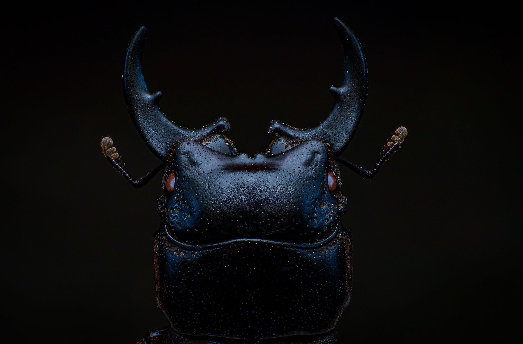 macro, nature, insect, beetle, Celis Norman