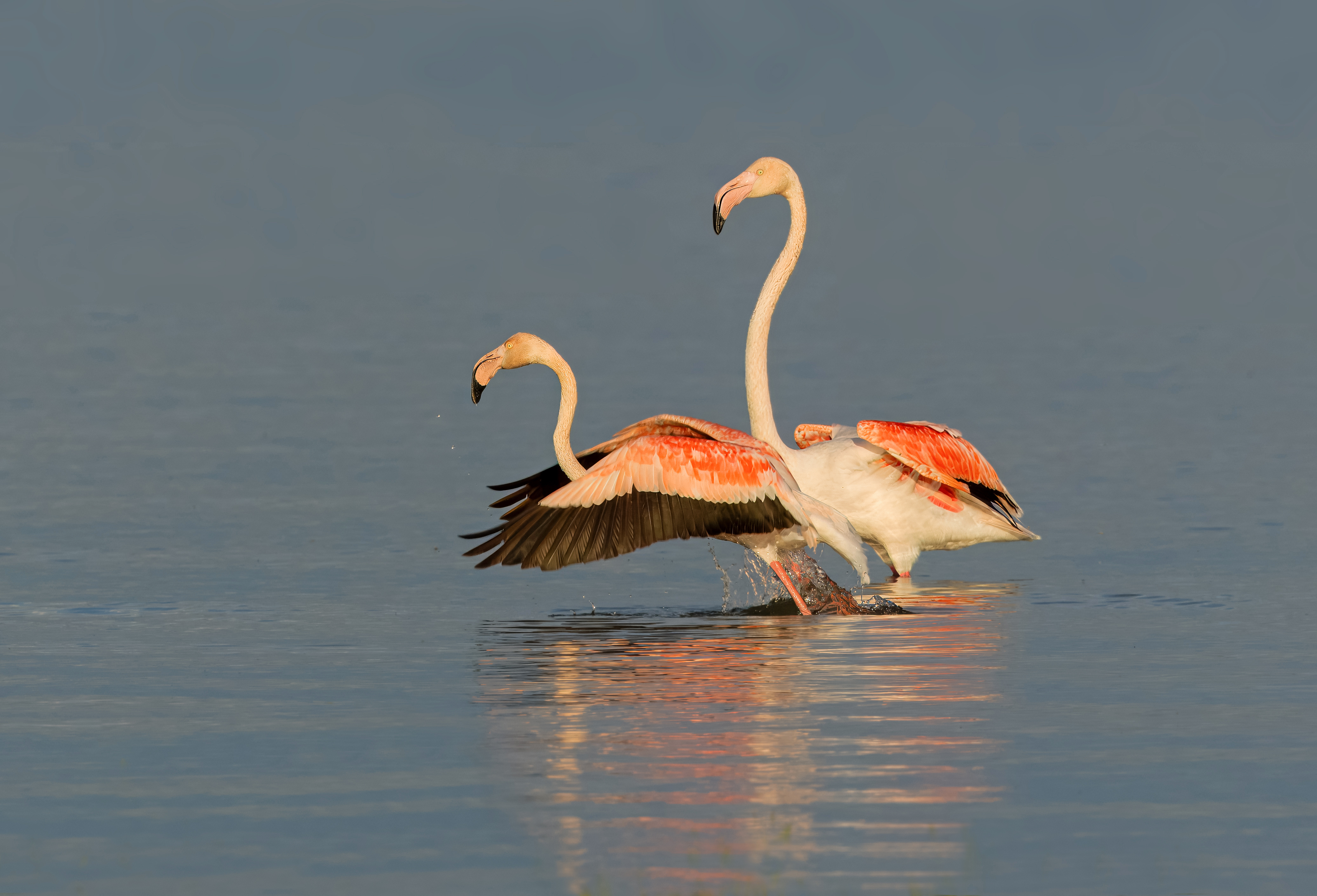 greater flamingo, phoenicopterus roseus, Ivan Ivanov
