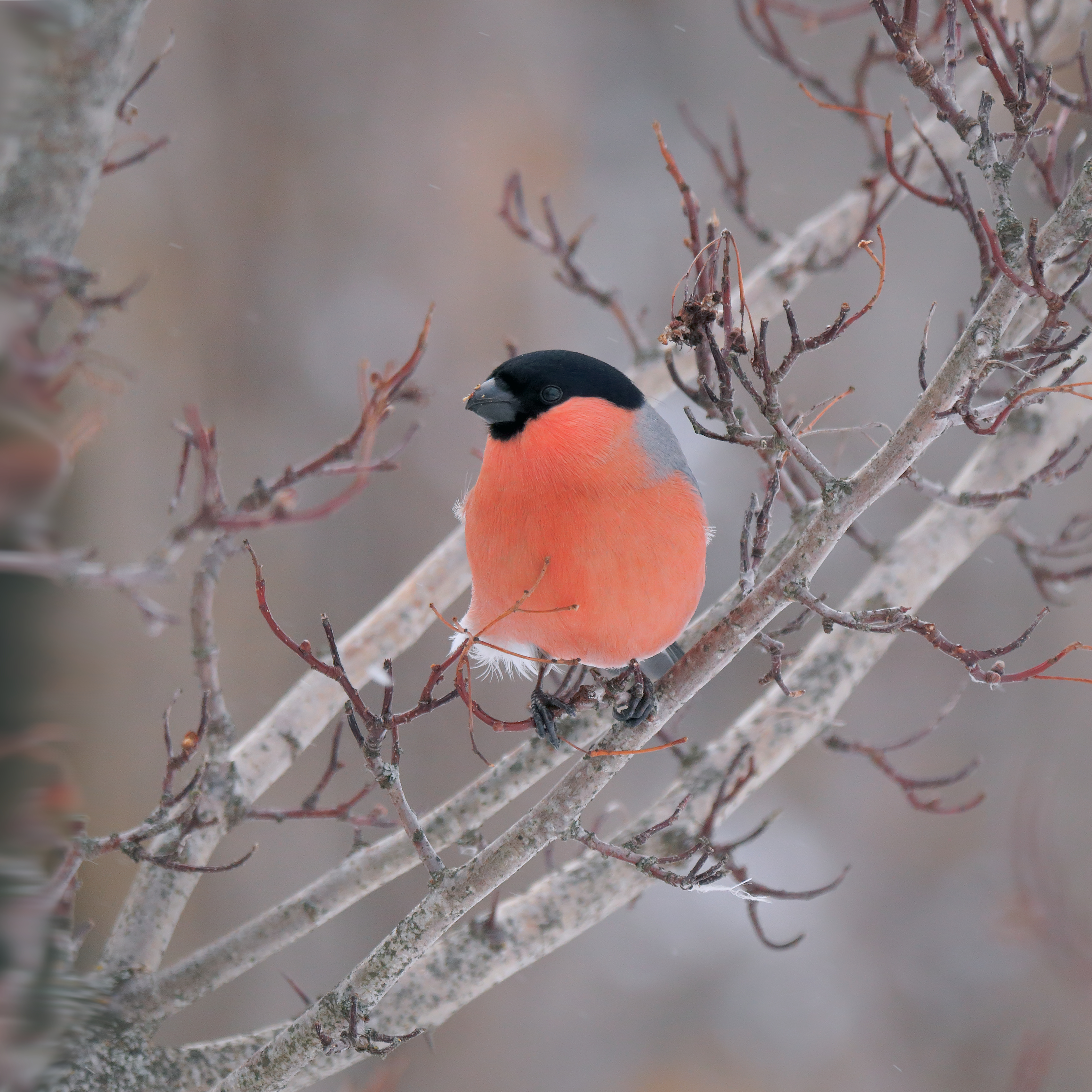 птицы, лес, природа, фотоохота, снегирь, животные, Aleksandr Titov