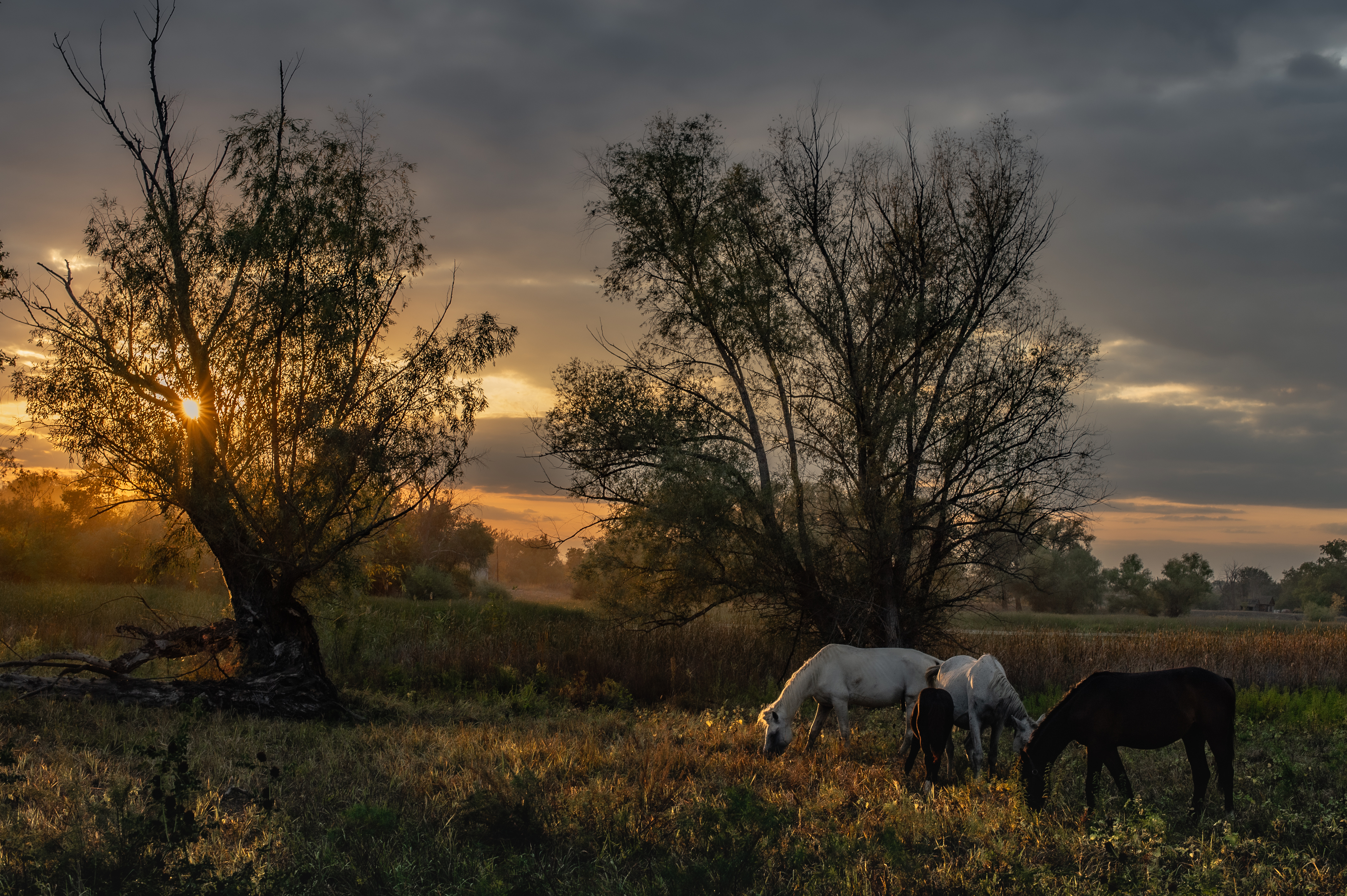 пейзаж, закат, небо, солнце, природа, лошади, landscape, horses, sunset, sun, Васильев Роман