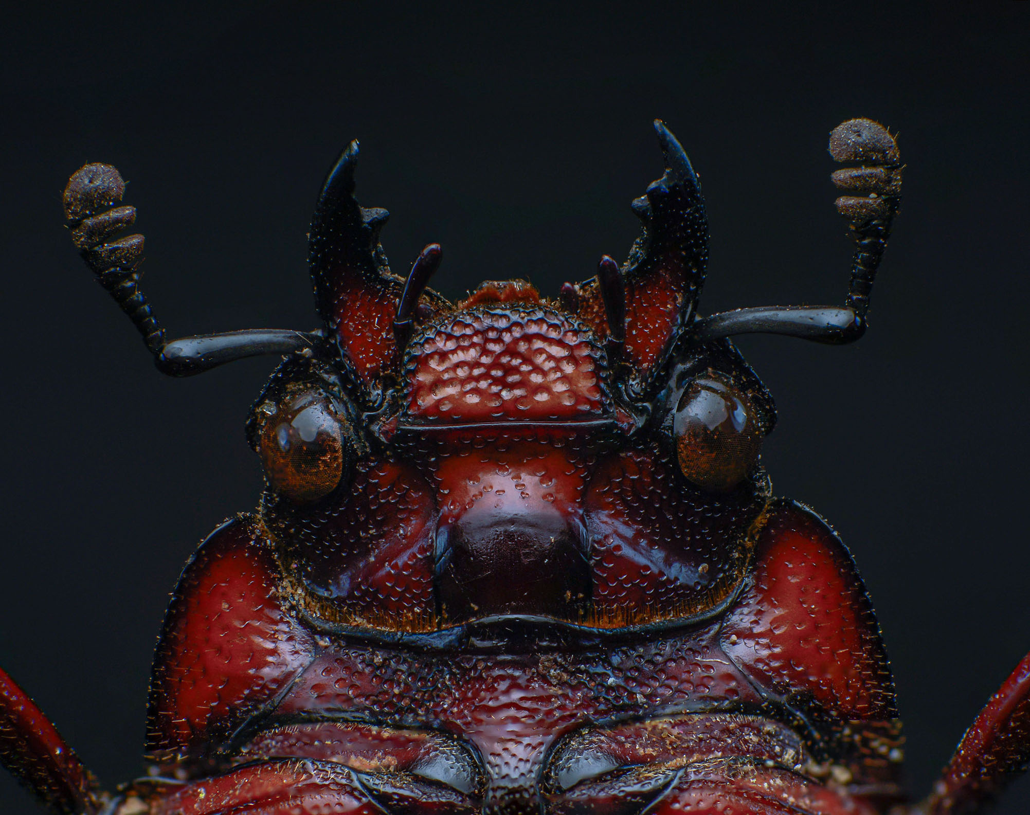 macro, nature, beetle, insect, closeup, Celis Norman
