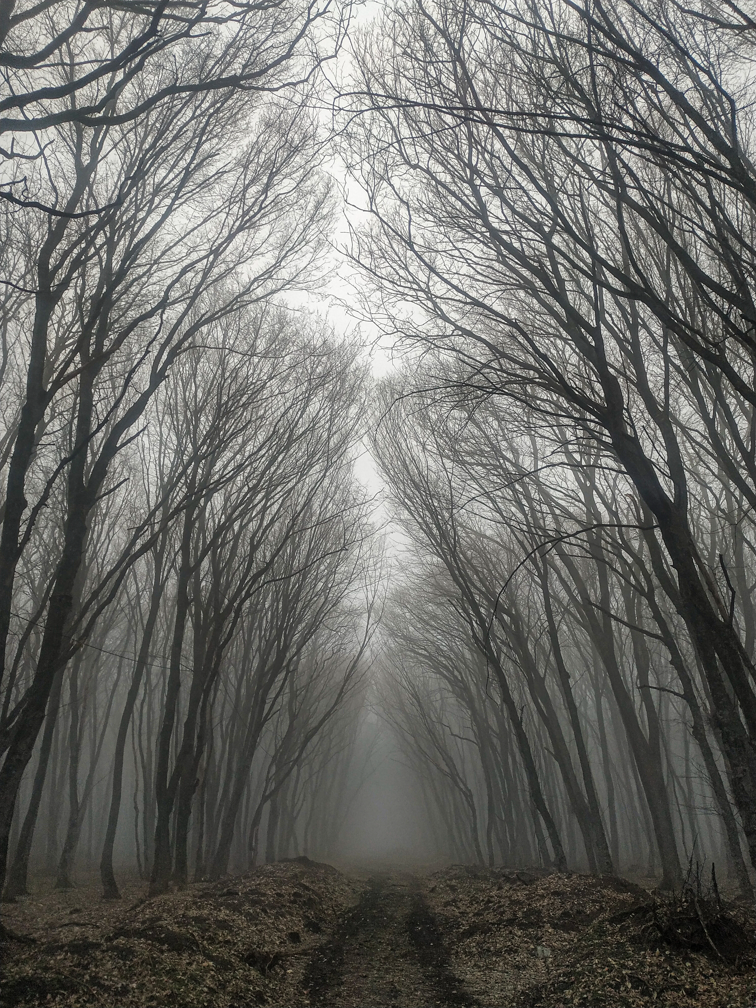 лес, туман, пейзаж, весна, природа, Виталий Маслов