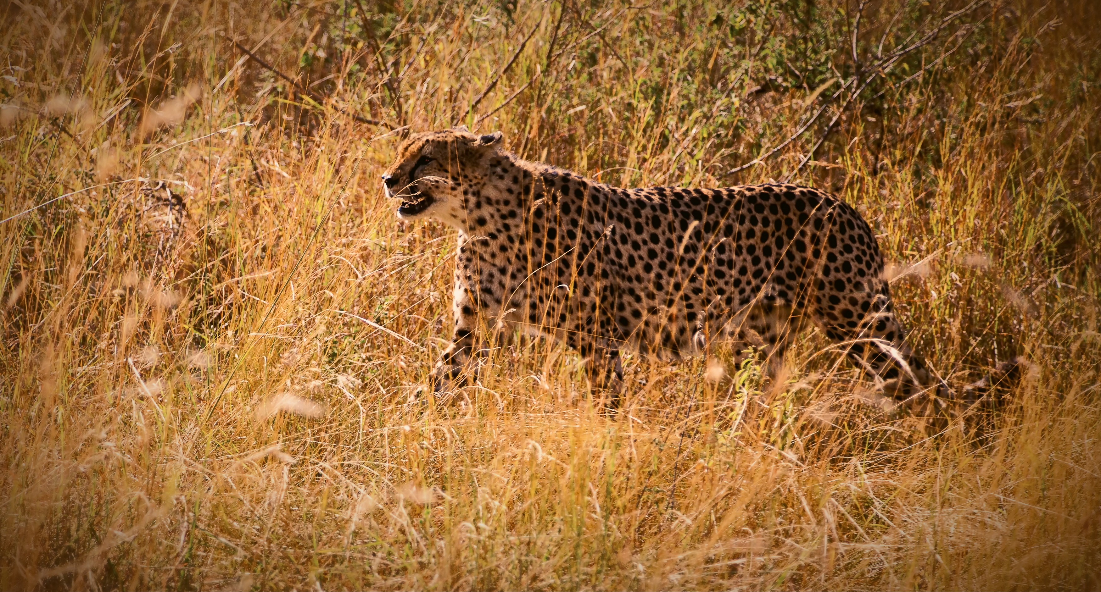 Cheetah Kenya, Lilia Tkachenko