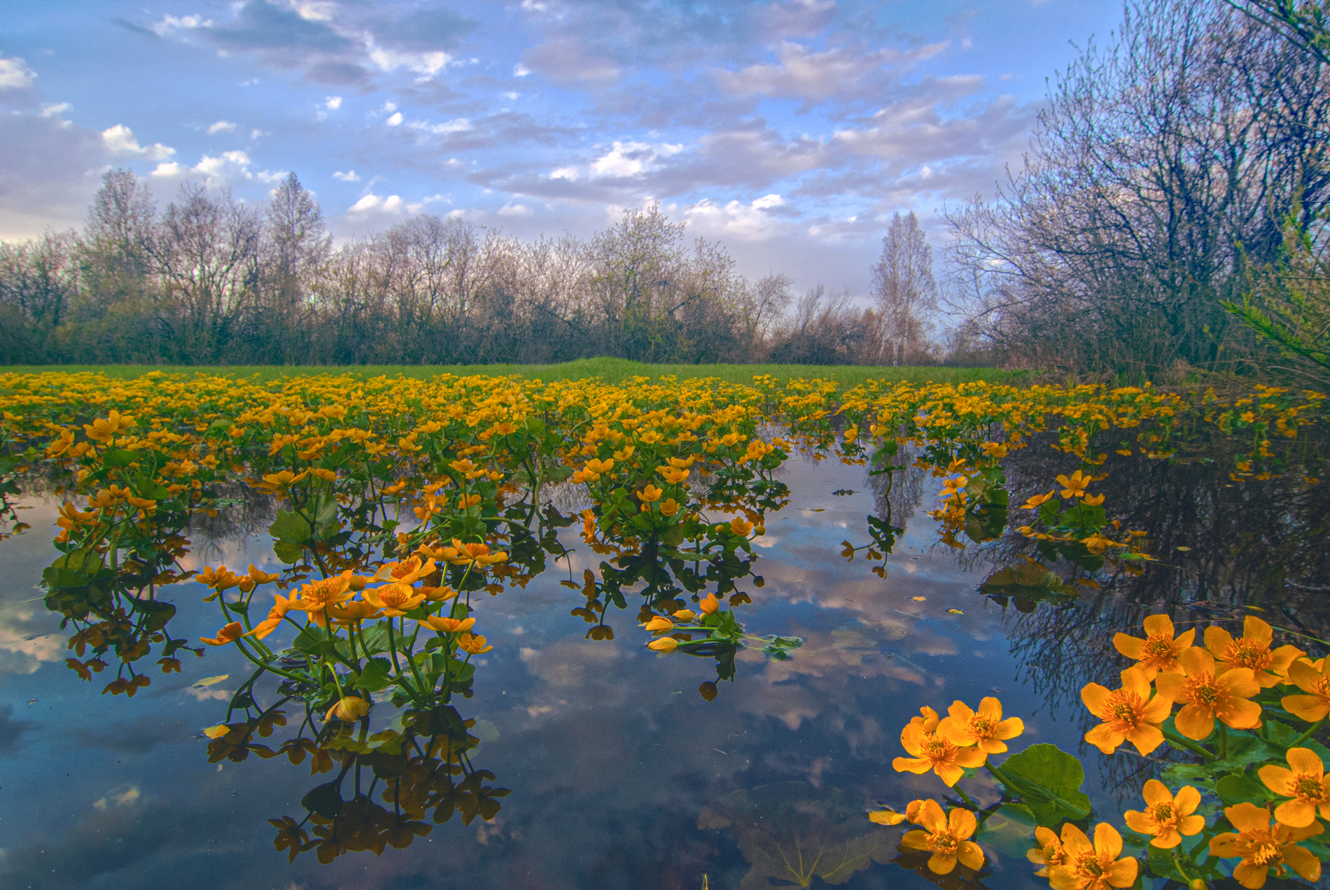 калужница, весна, май, заливе, луга, Клековкин Алексей