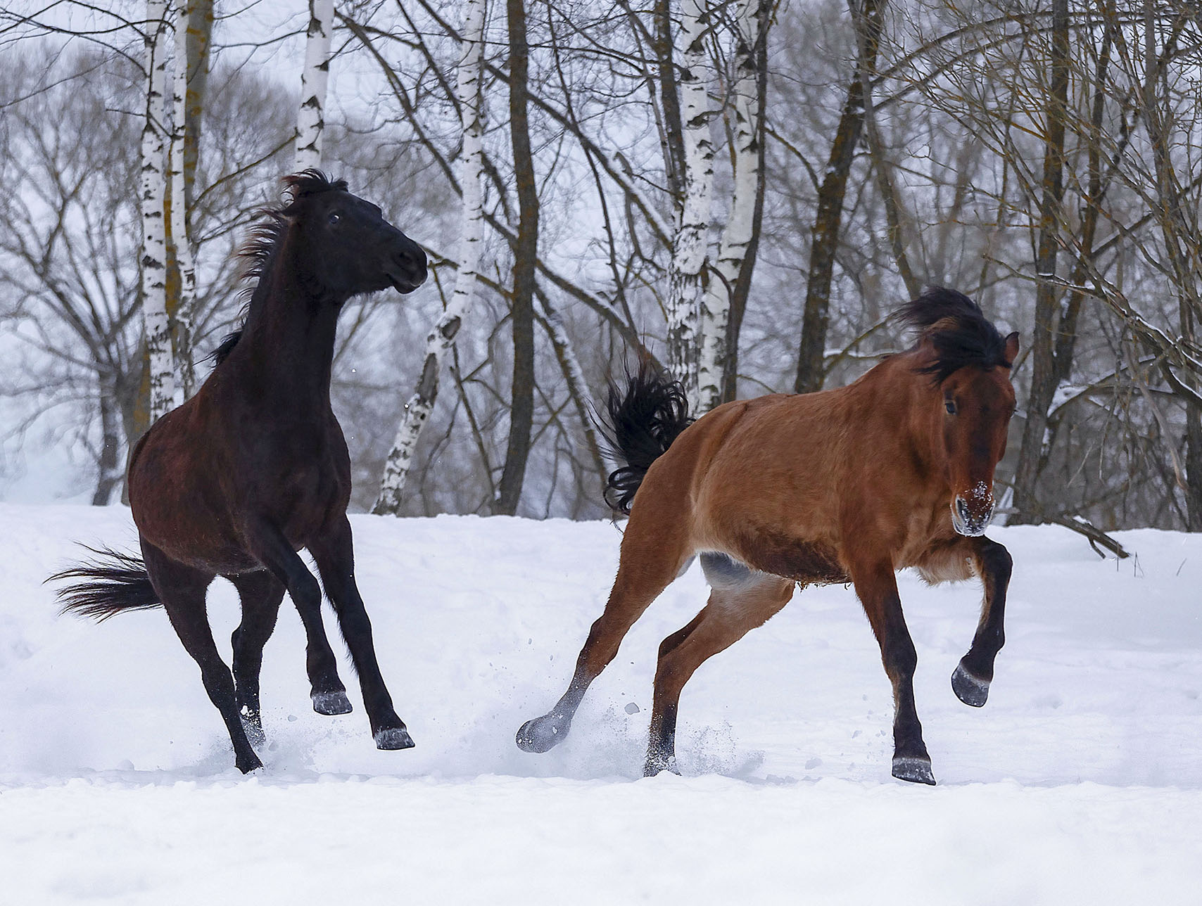 лошади,галоп, лес, природа, horses, movement, forest, nature, Стукалова Юлия
