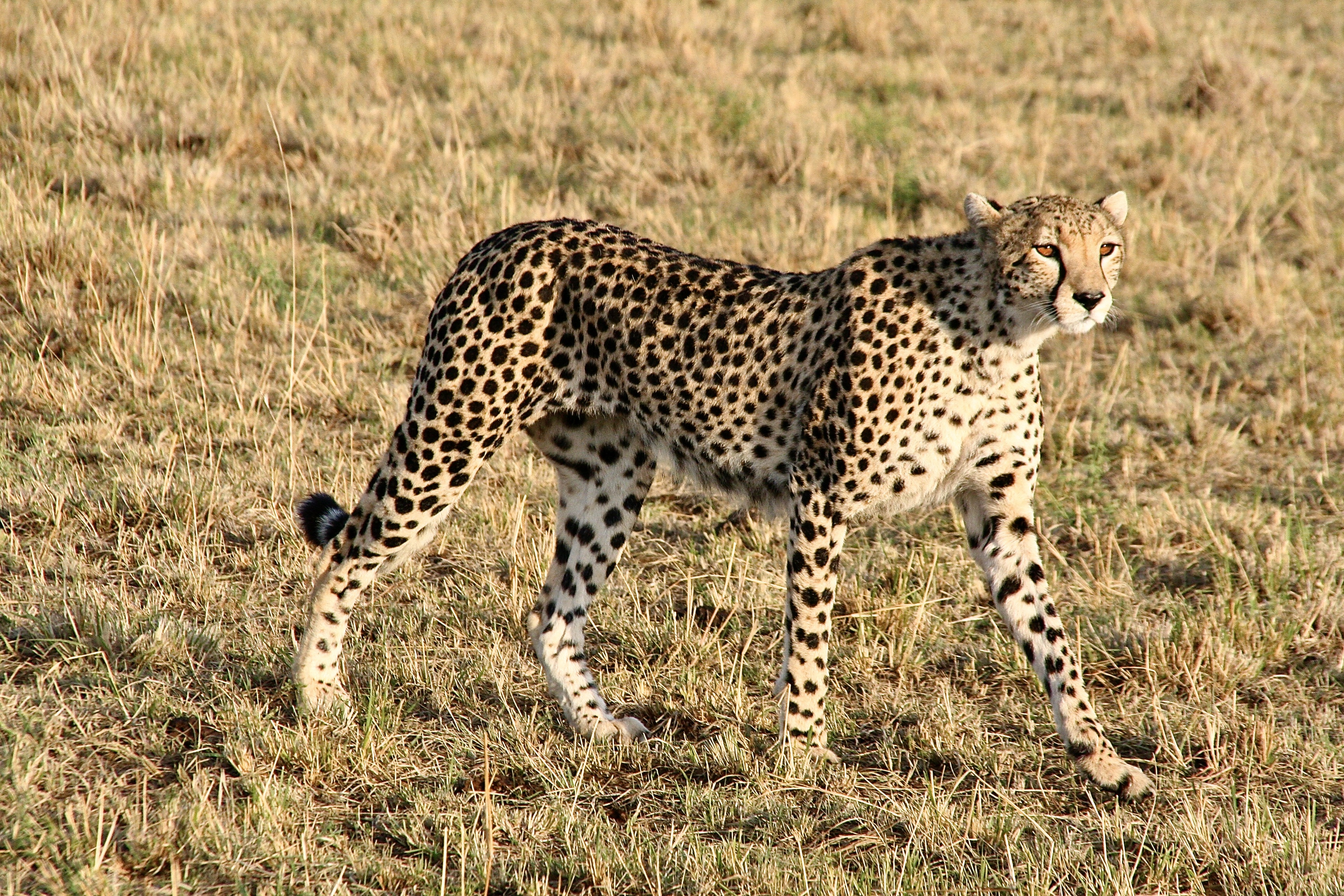 Animals, Gepard, Masai Mara, Kenya, National Park, wildlife, гепард, Масай Мара, Кения, , Svetlana Povarova Ree