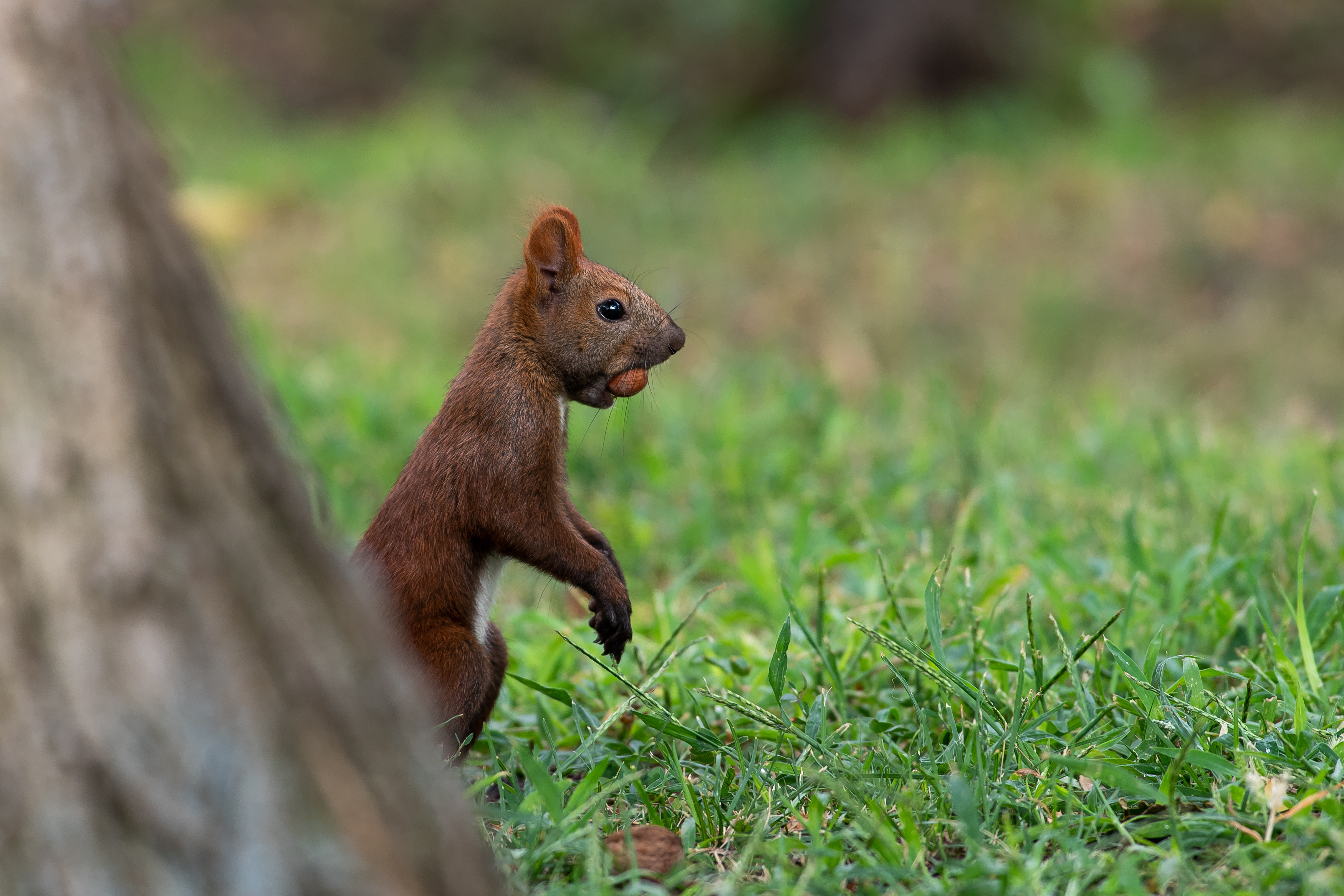 Sciurus vulgaris, volgograd, russia, wildlife, , Павел Сторчилов