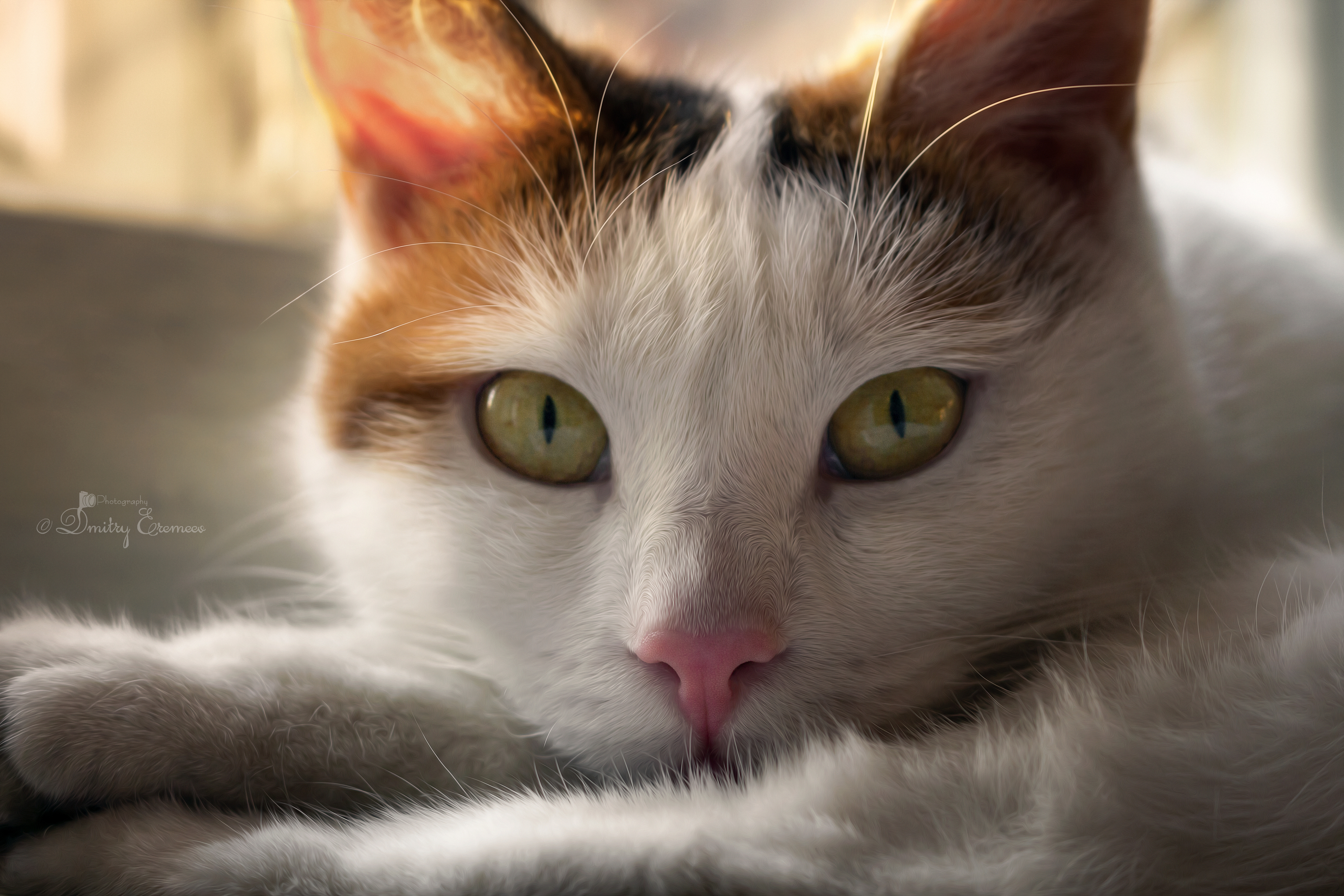 кошка глаза взгляд портрет фотография, Еремеев Дмитрий