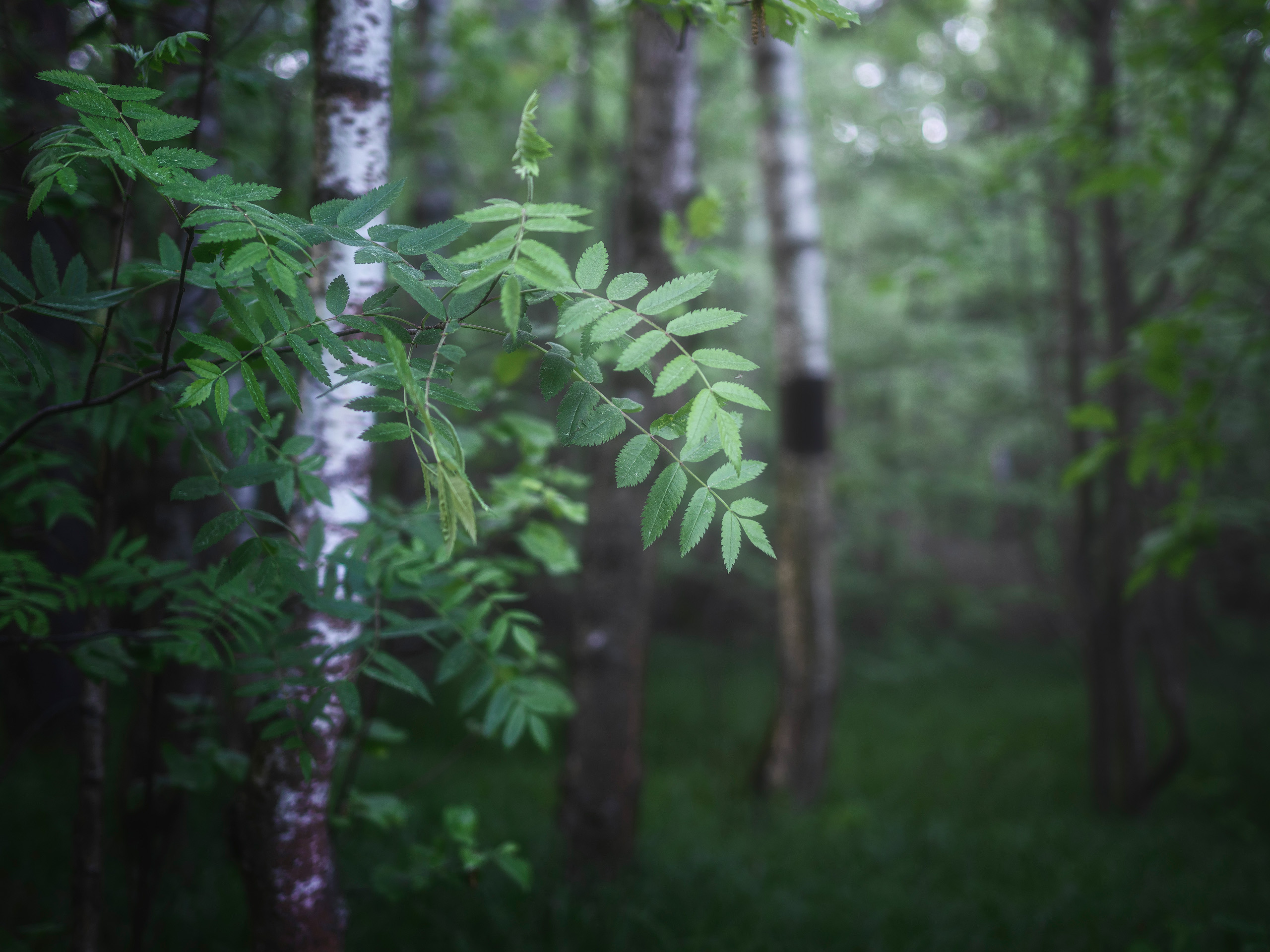 лес, Валерий Вождаев