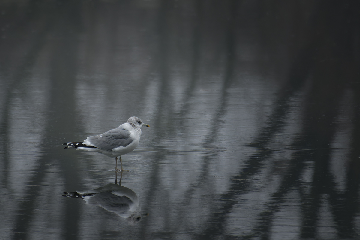 чайка, февраль, птица, seagull, February, bird, Хилько Марина