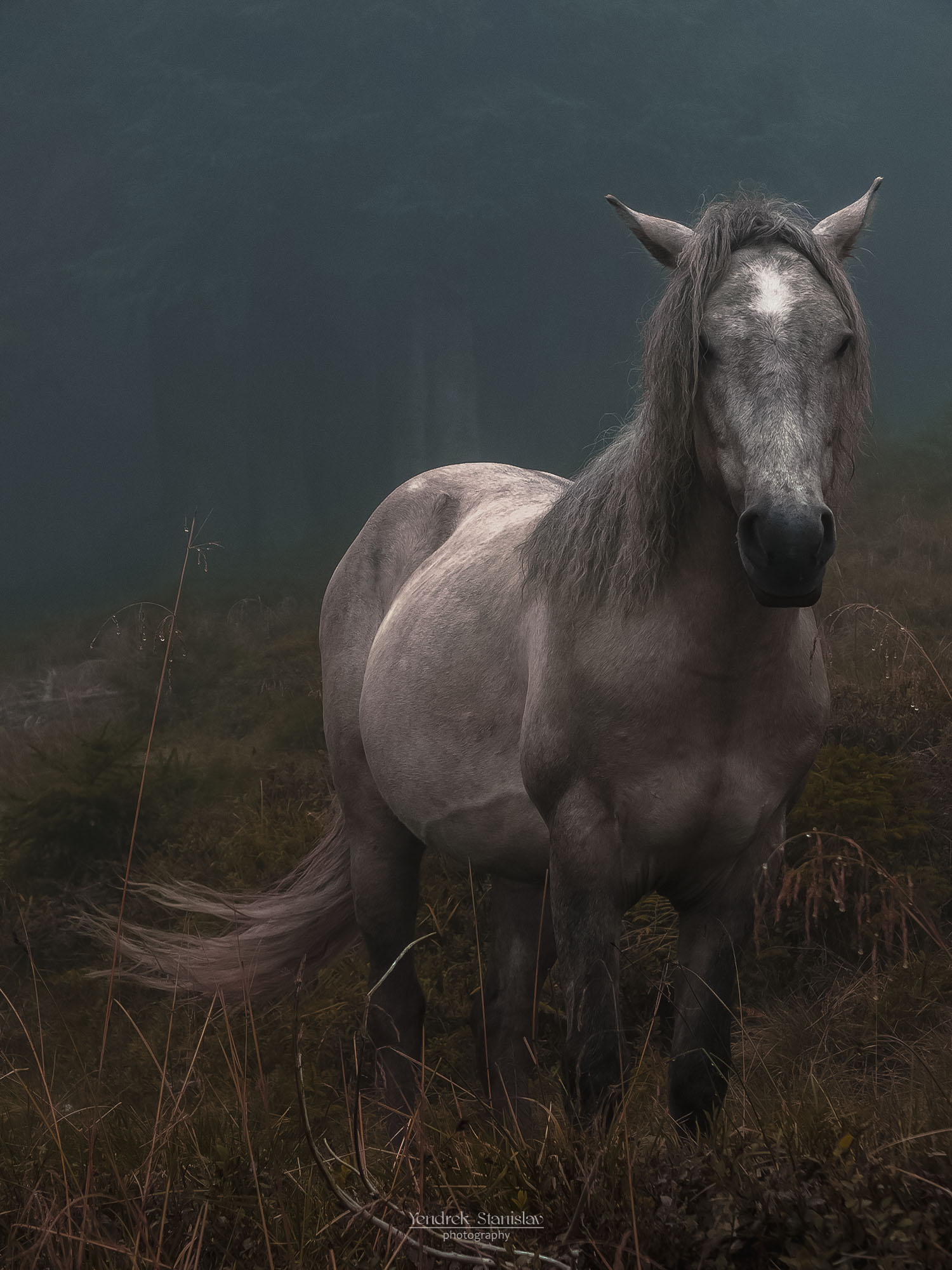 животные, лошадь, туман, утро, пейзаж, лес, animal, horse, fog, morning, landscape, forest, Yendrek Stanislav