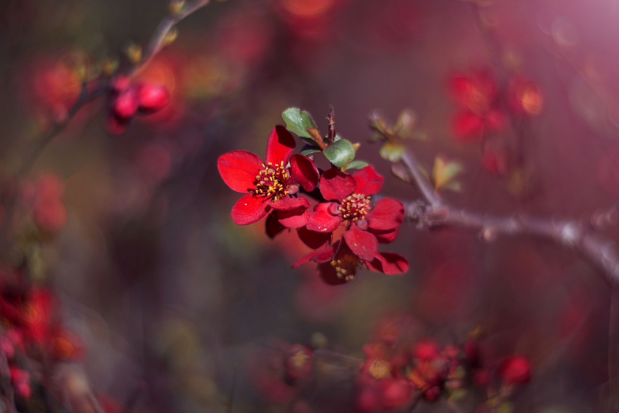 red,light.spring,dark,bokeh,exterior,flower,tree,plant,, Алексиев Борислав