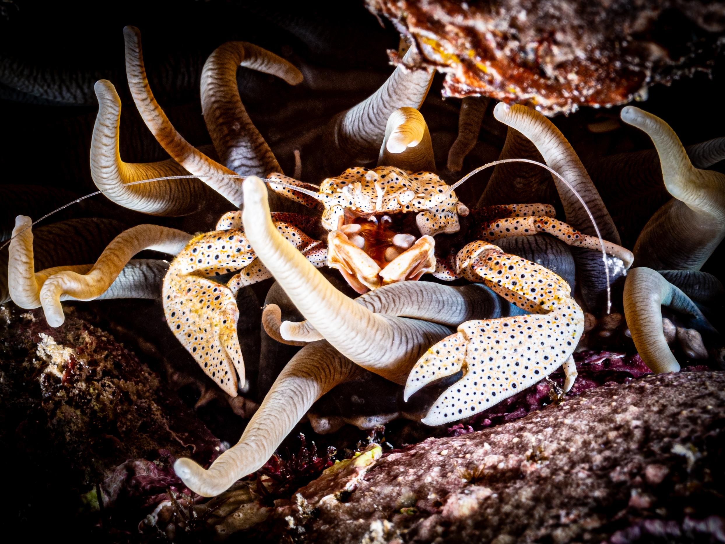 crab, Alexander Plakida