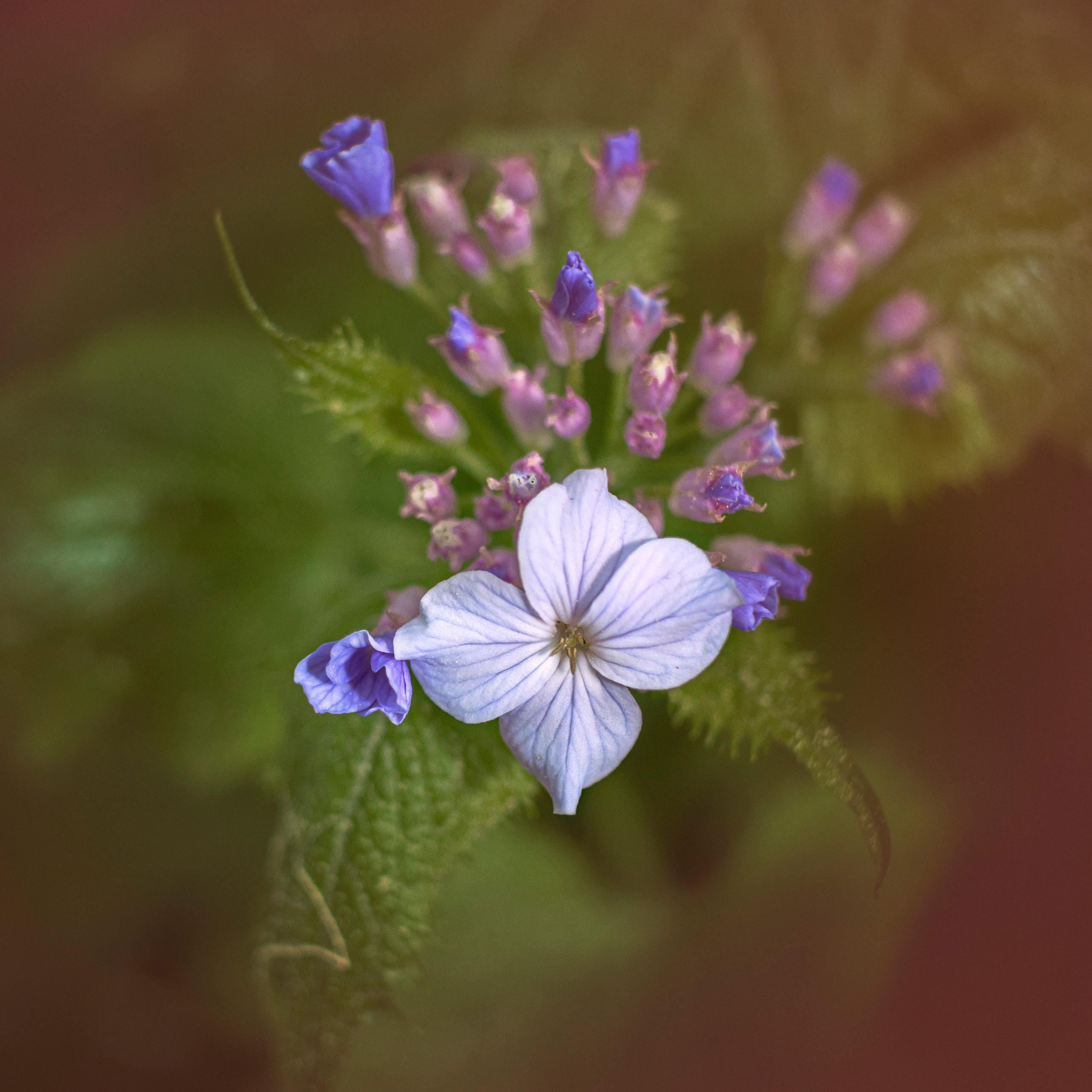 цветок, Валерий Вождаев