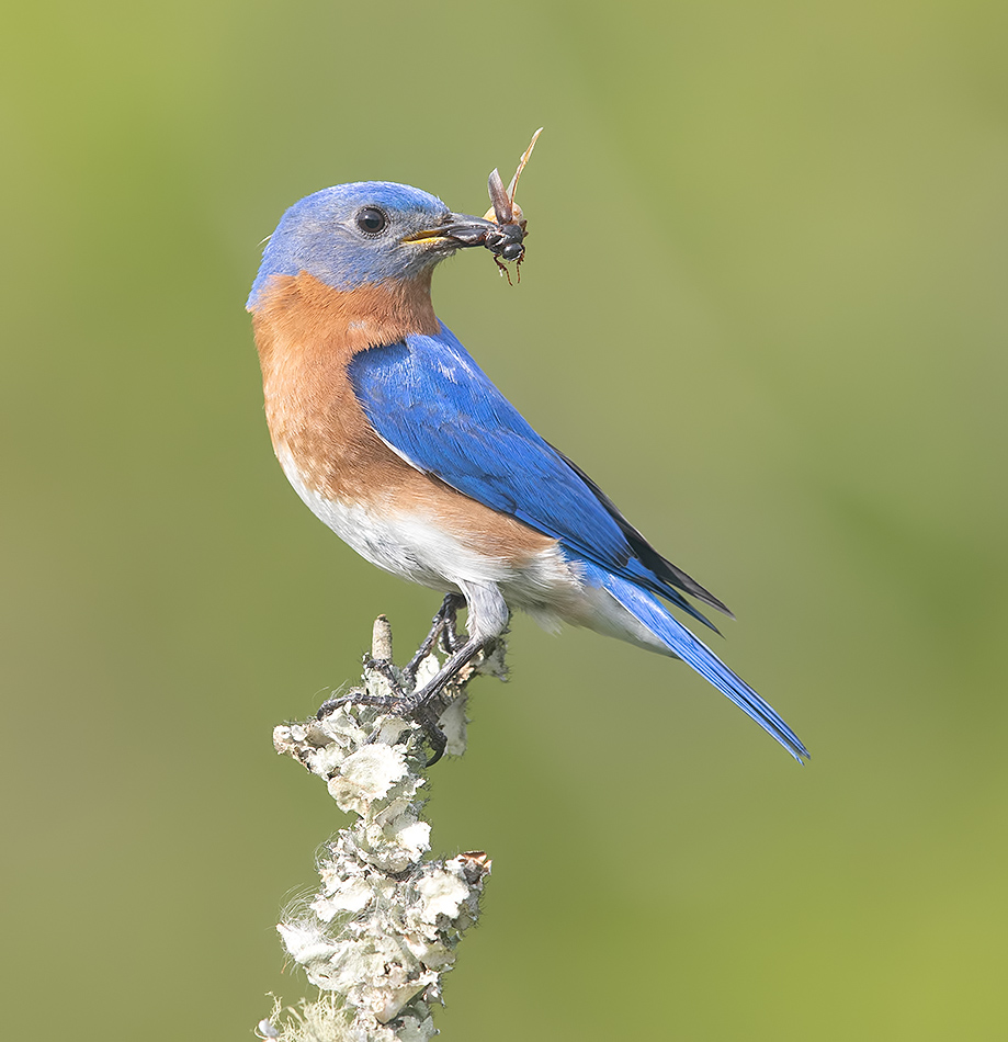 восточная сиалия, eastern bluebird, bluebird, Etkind Elizabeth