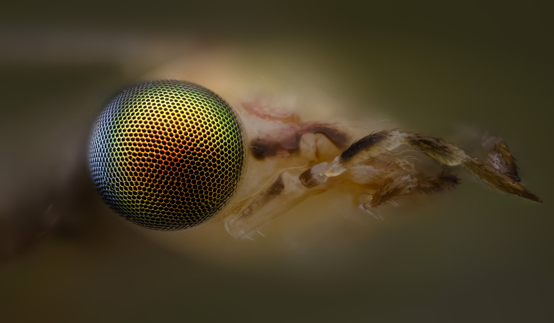 chrysopidae, златоглазкa, Kavaliauskas Eugenijus