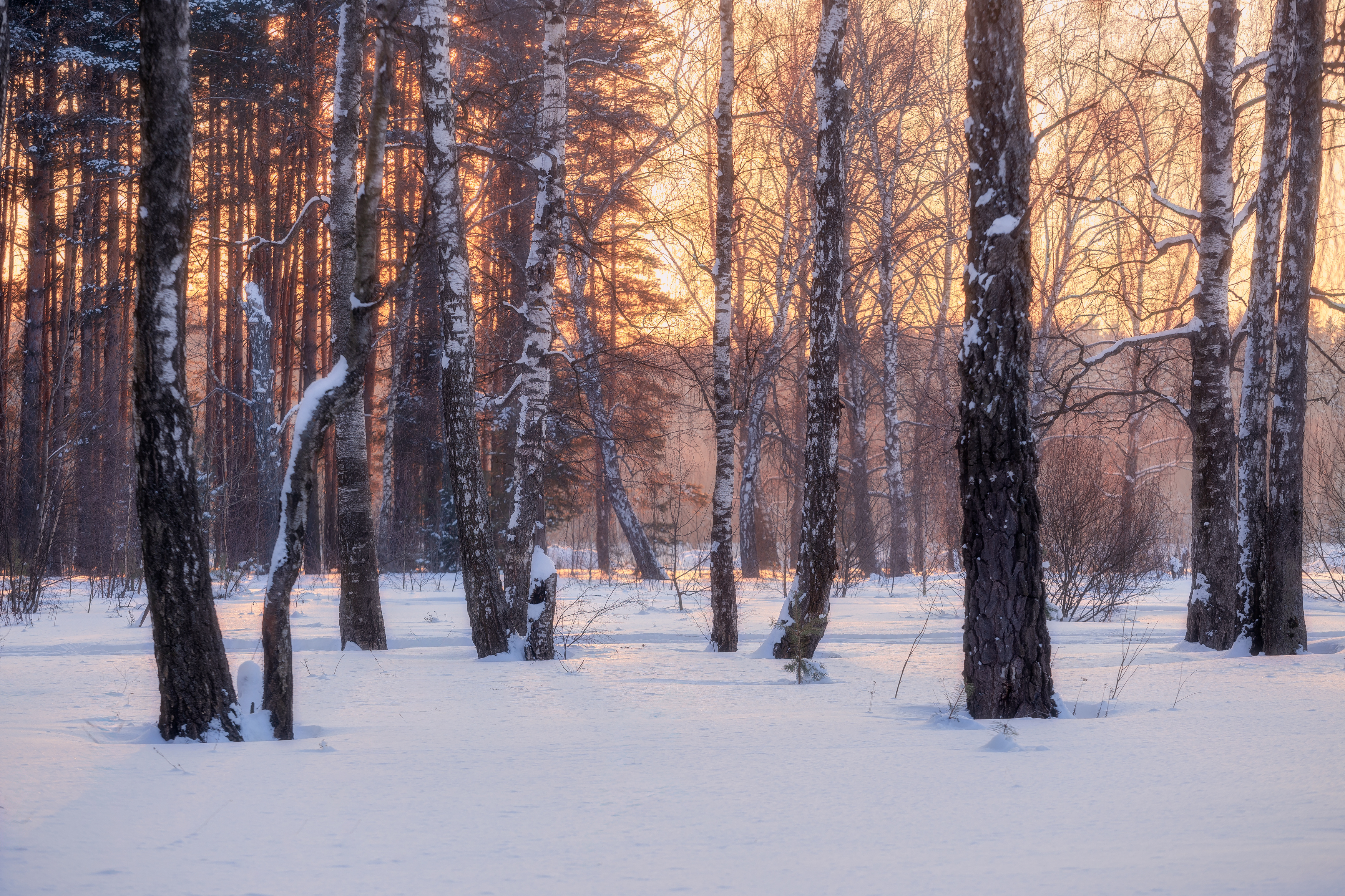 природа, закат, весна, зима, пейзаж, лесной пейзаж, Московская область, Мартыненко Дмитрий
