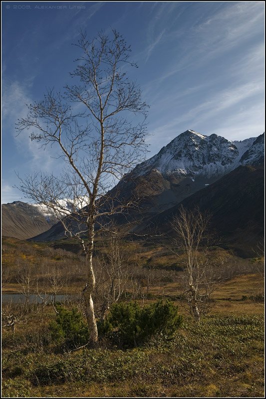 осень,горы,березка,камчатка, Александр Лицис