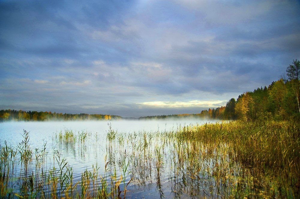 туман,облака,вода,осока,лес,природа, Евгений Пугачев.