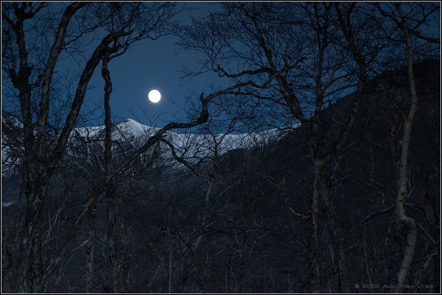 луна,ночь,полнолуние,лес,камчатка, Александр Лицис