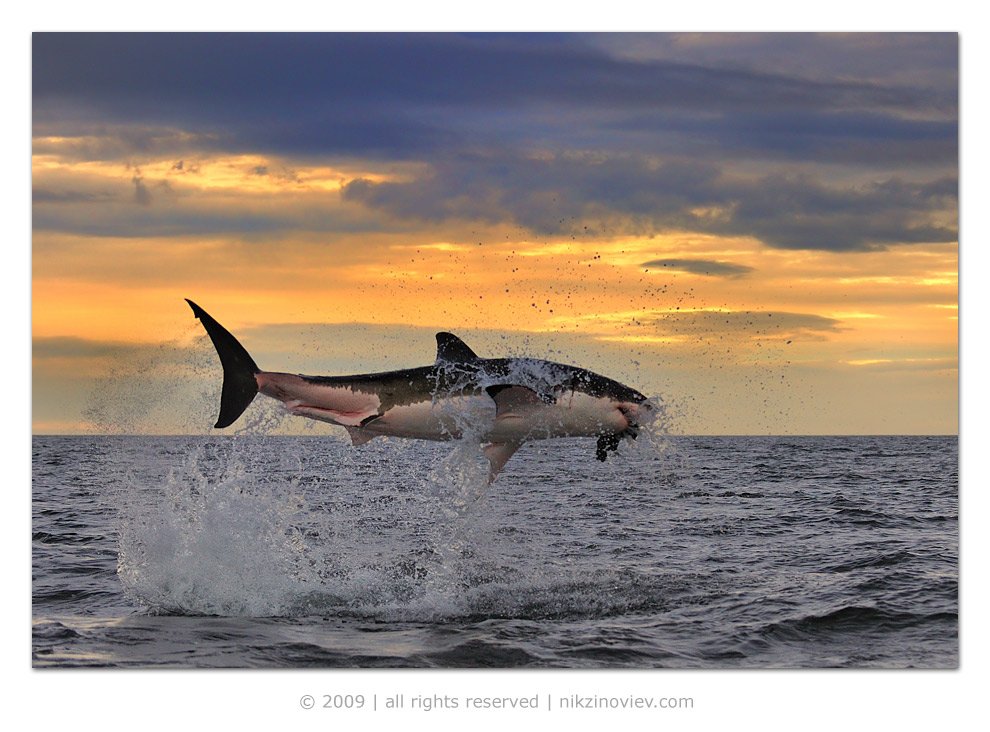 юар, кейптаун, большая белая акула, Николай Зиновьев