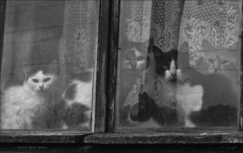 окно, коты, dark-angel