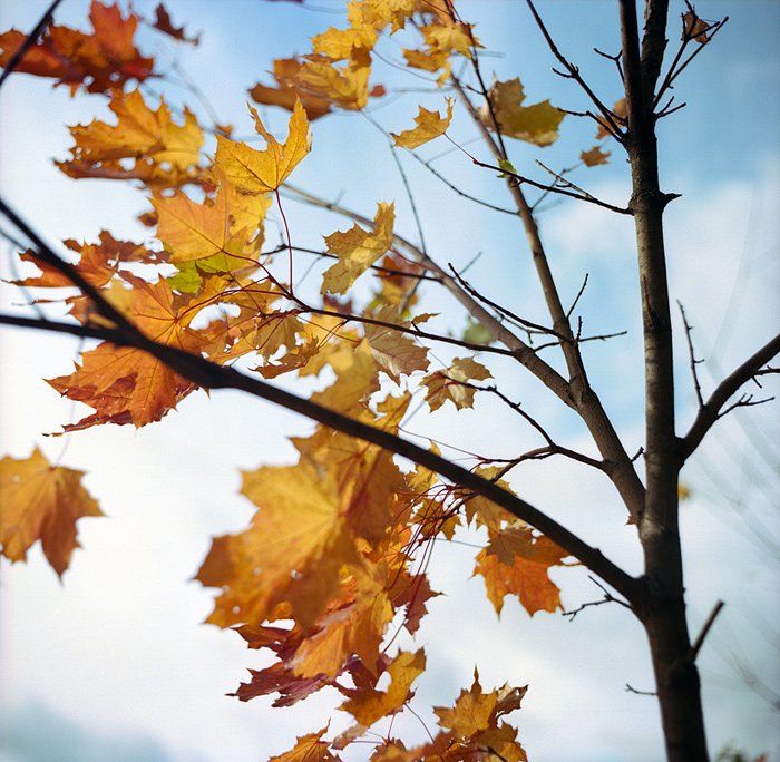 осень, листья, клён, жёлтый, яркий,120, Gorshkov Igor_Feanorus