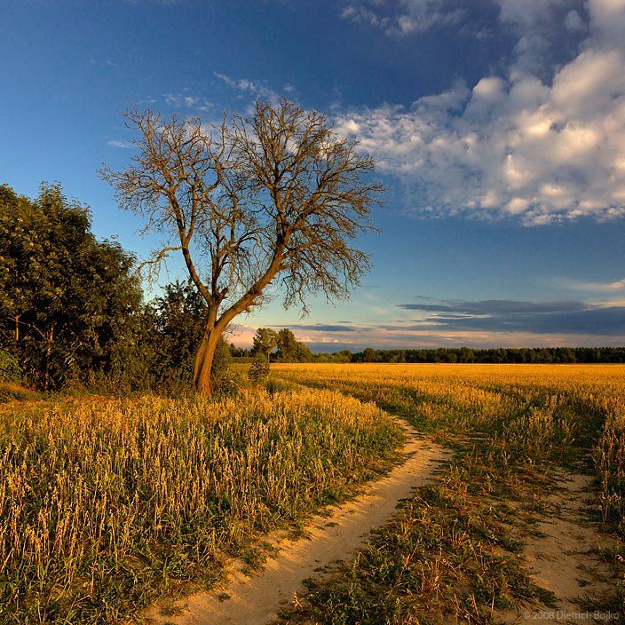 поле,пейзаж,вечер,лето,дерево, Дмитрий Бойко