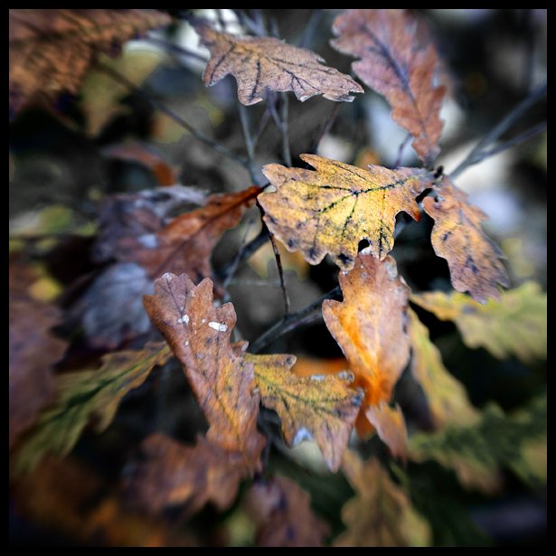 лес, осень, дубовые листья, lensbaby, Самолинов Андрей