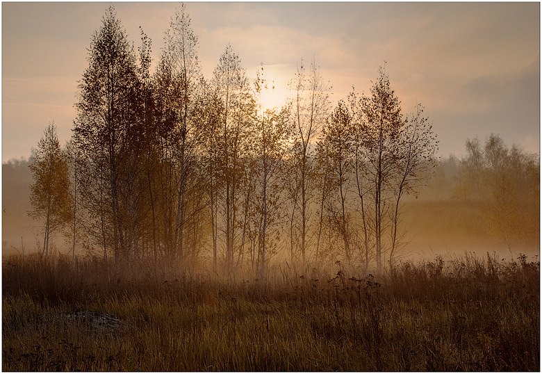 осень, туман, березки, утро, Константин Дмитриев