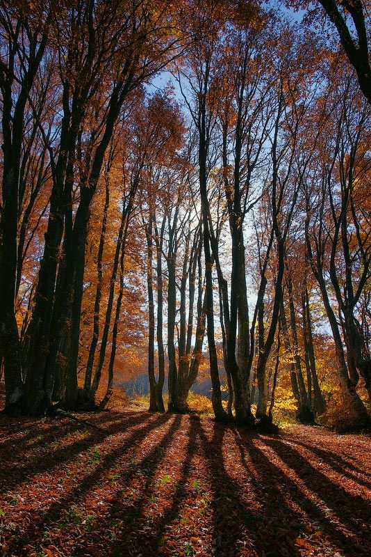 тени, осень, деревья, senjor