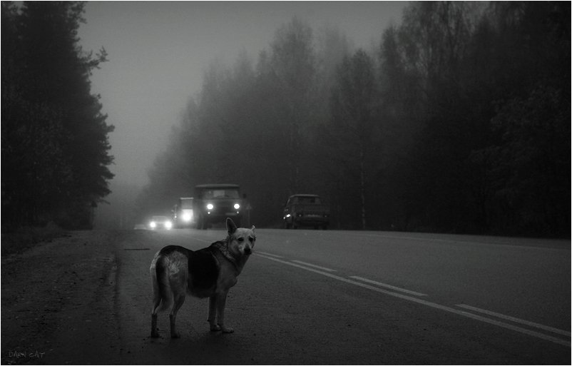 собака, трасса, туман, машины, Darn Cat
