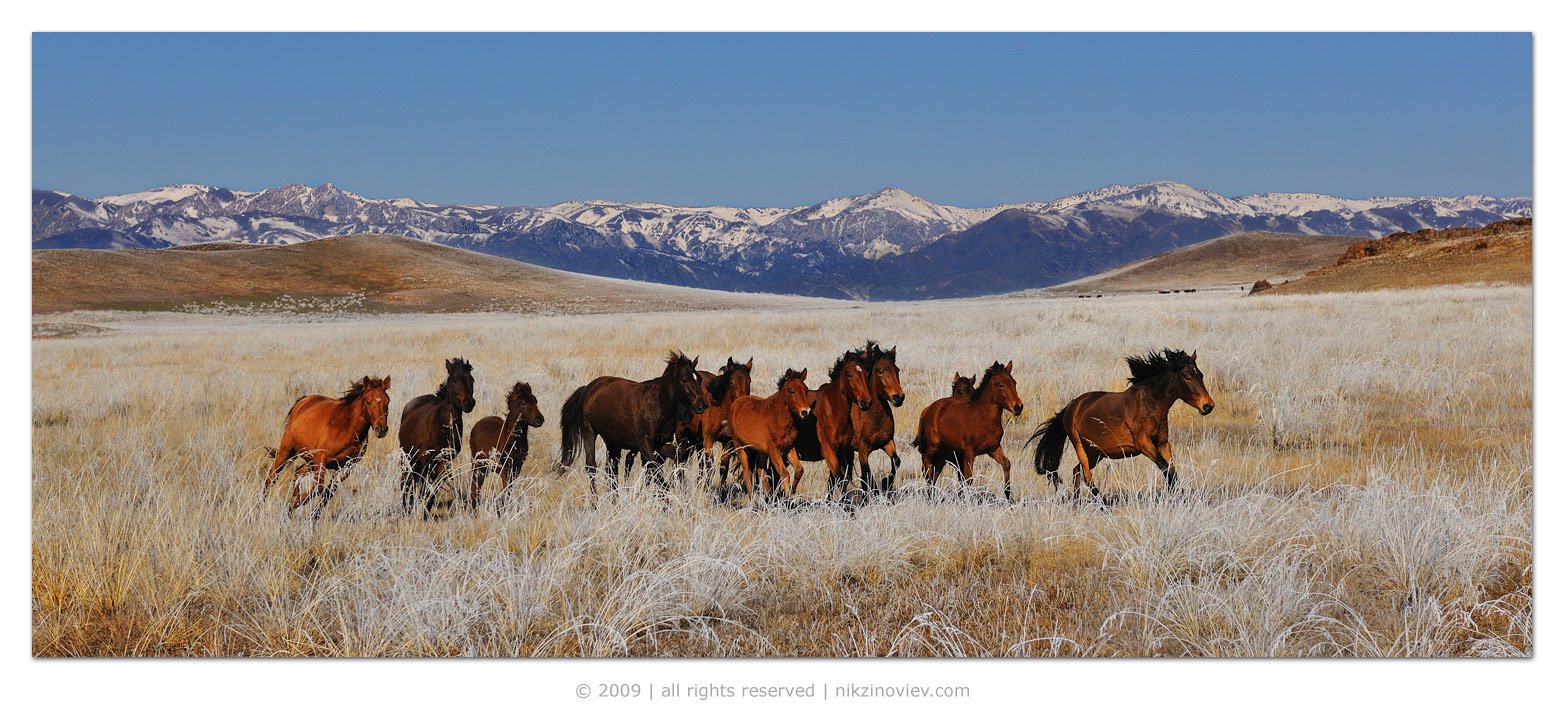 Табуны лошадей в степях Казахстана