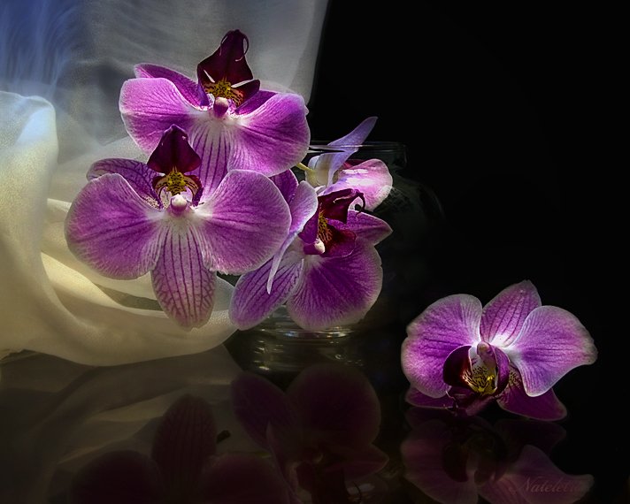 нтюрморт, цветы, орхидеи, Nateletro