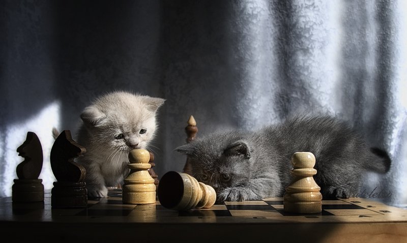 шахматы, котята, Nateletro