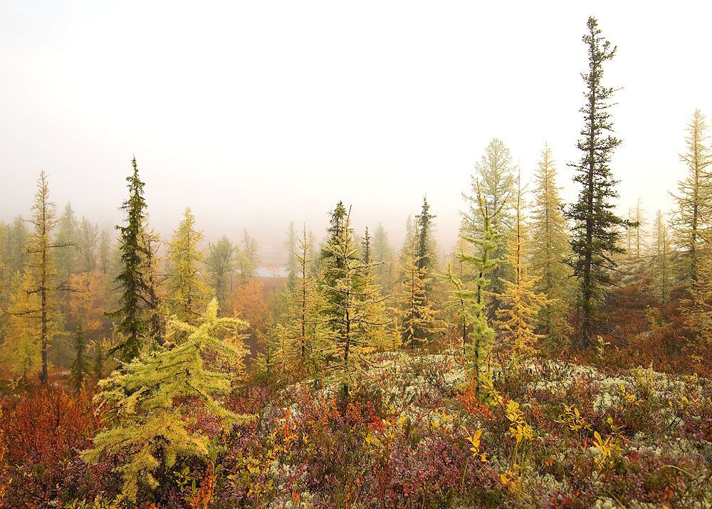 пейзаж, утро, туман, север, природа,, Danil Husainov