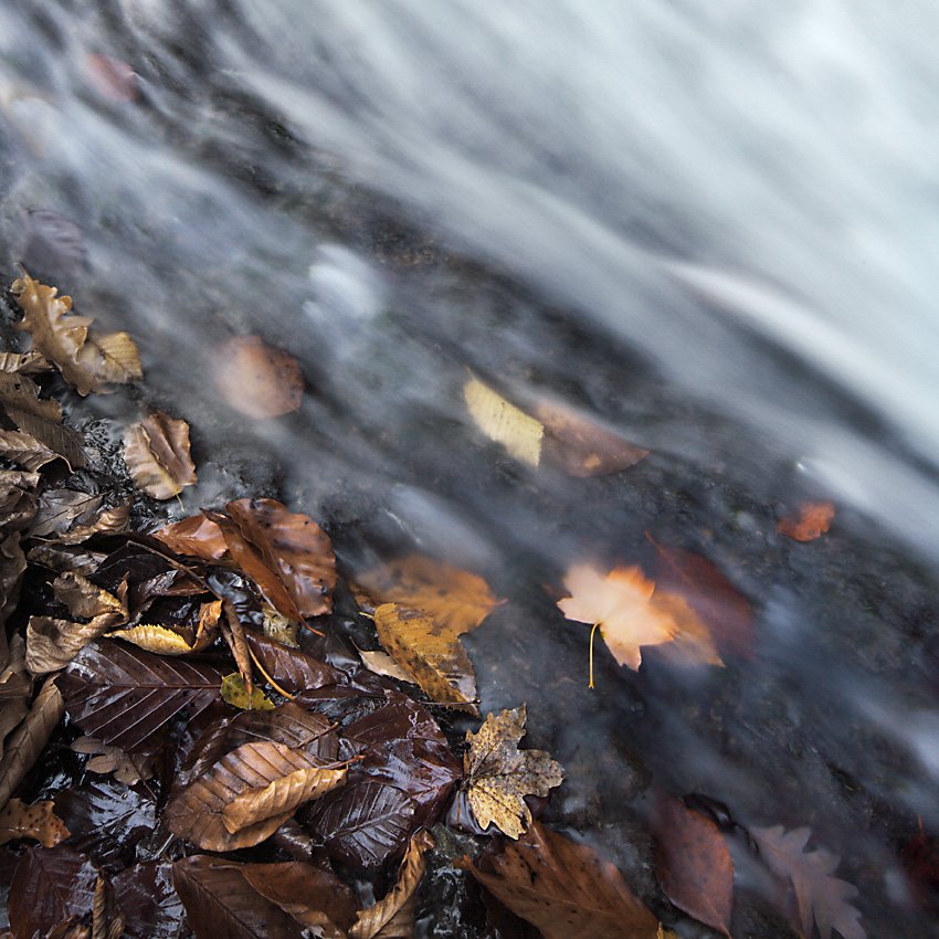 осень,вода,листья, Андрей  Золочевский