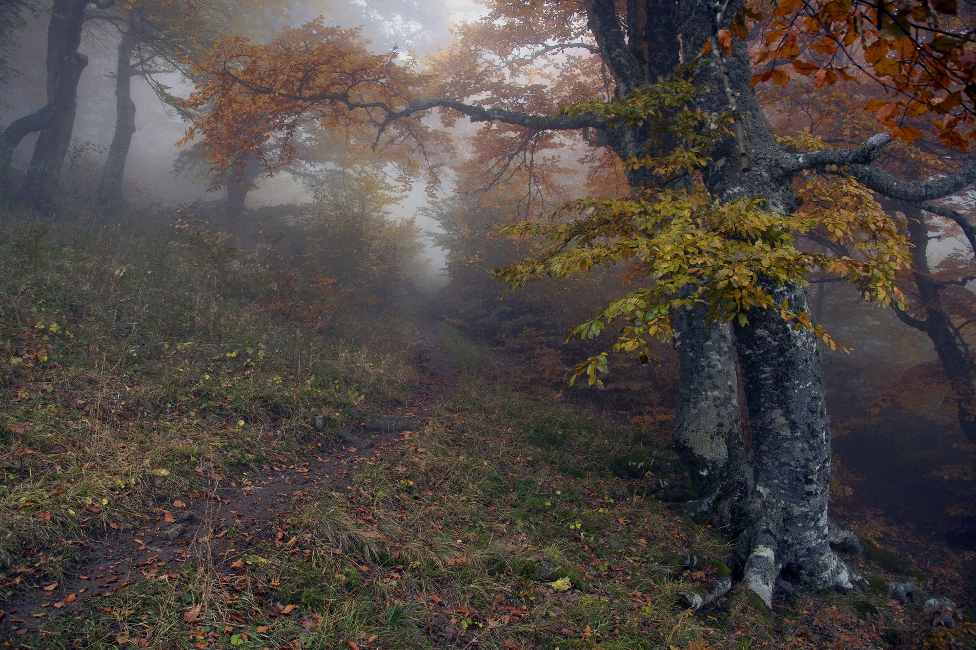 Осень, лес, тропинка, Милокост Алексей
