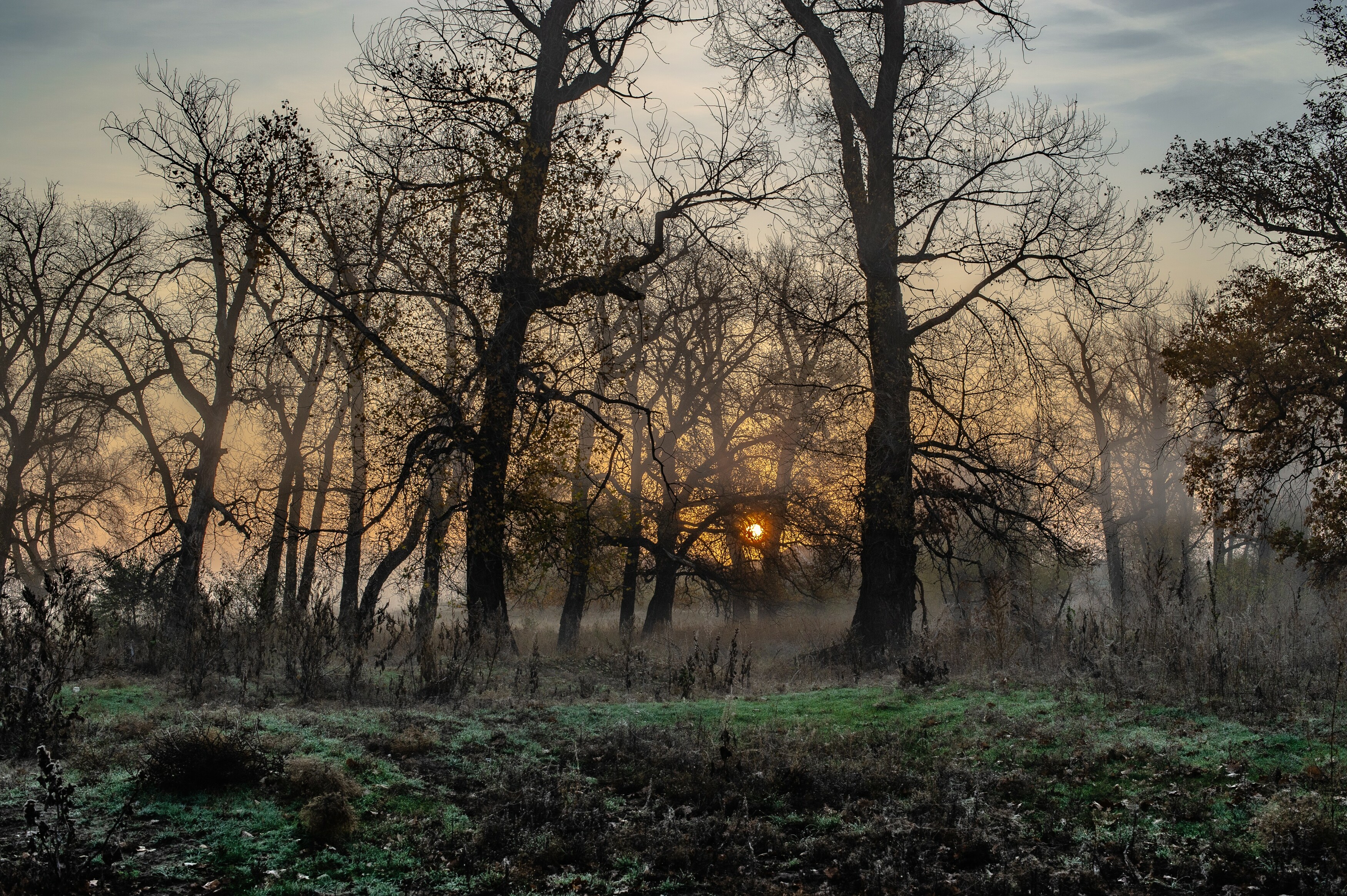 лес, утро, солнце, пейзаж, природа, Vasilev Roman