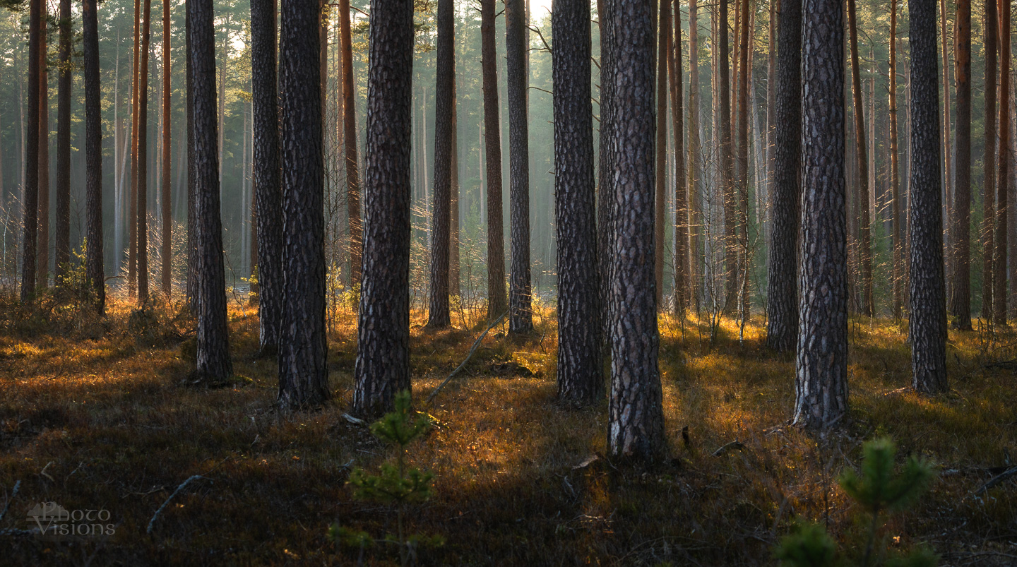 forest,woods,woodland,spring,light,trees,nature,landscape,colorful, Photo Visions