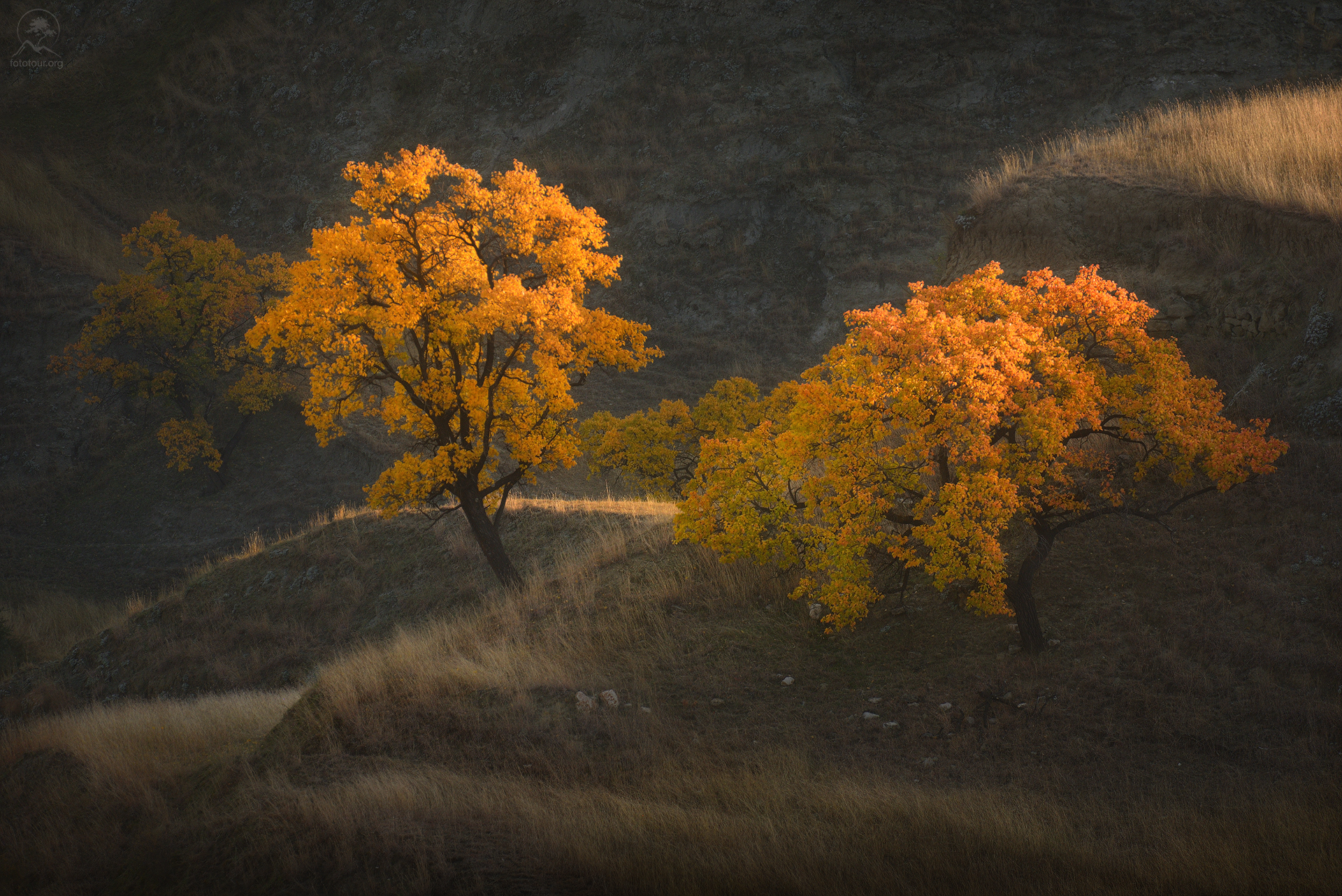дагестан, горный дагестан, кавказ, фототур в дагестан,  деревья, террасы, Гордиенко Анатолий