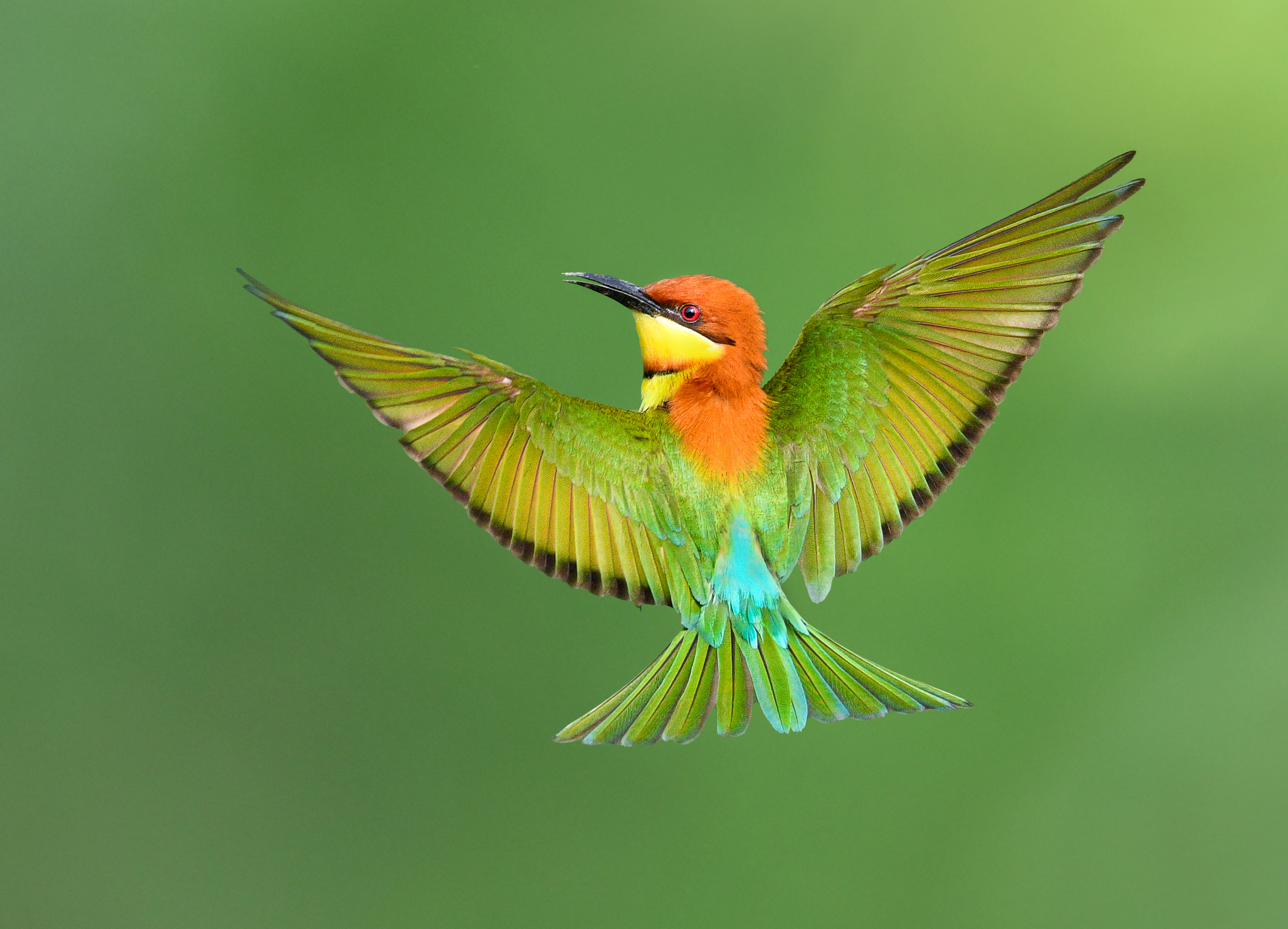 #Natural #Birds #Chestnut-headedbee-eater #SaveBird , Prasenjit Dutta