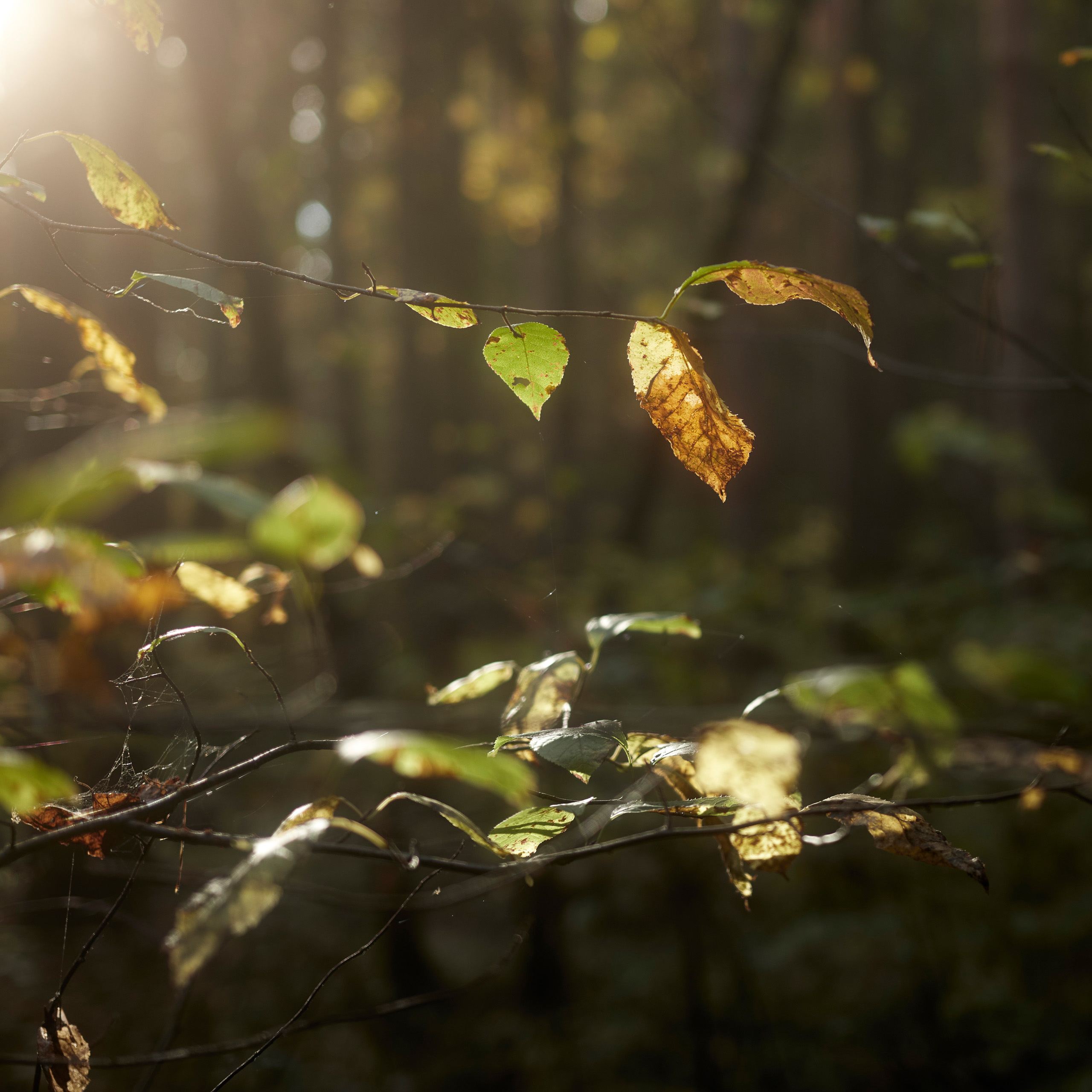 листья, осень, Валерий Вождаев