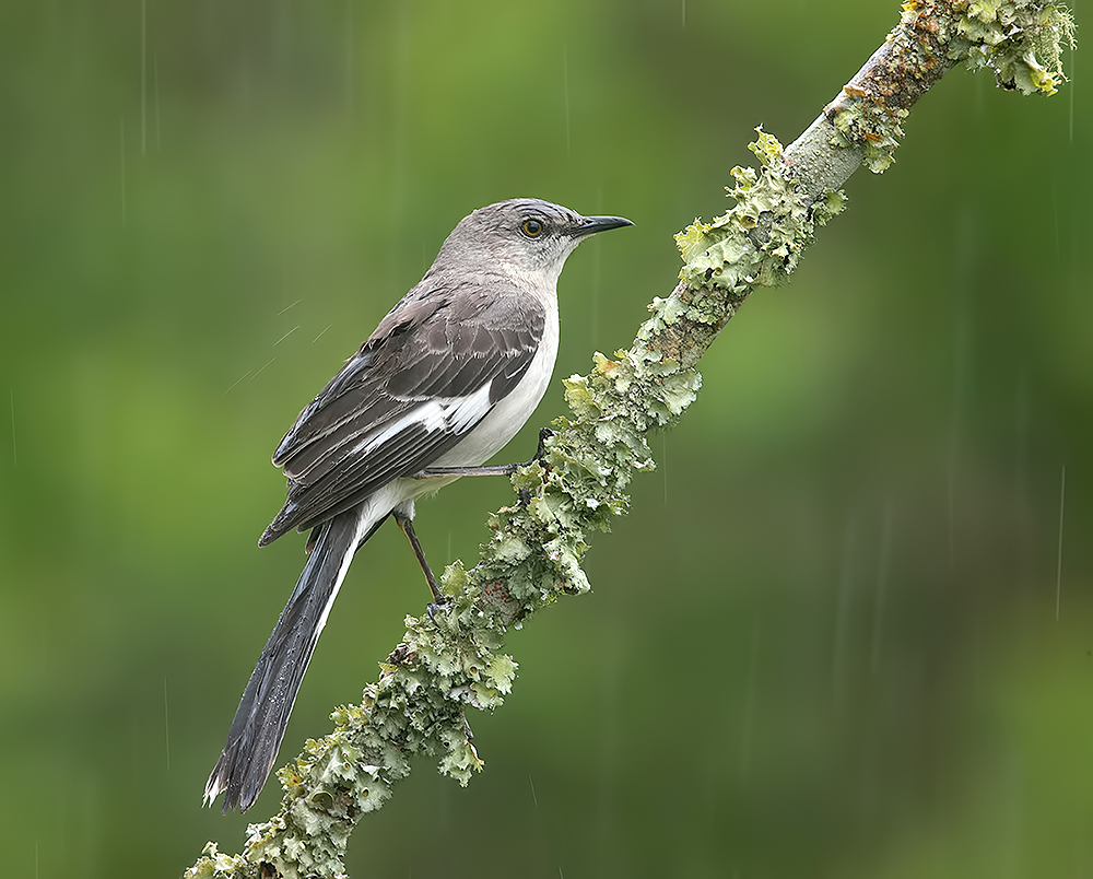 northern mockingbird, многоголосый пересмешник, пересмешник, Etkind Elizabeth