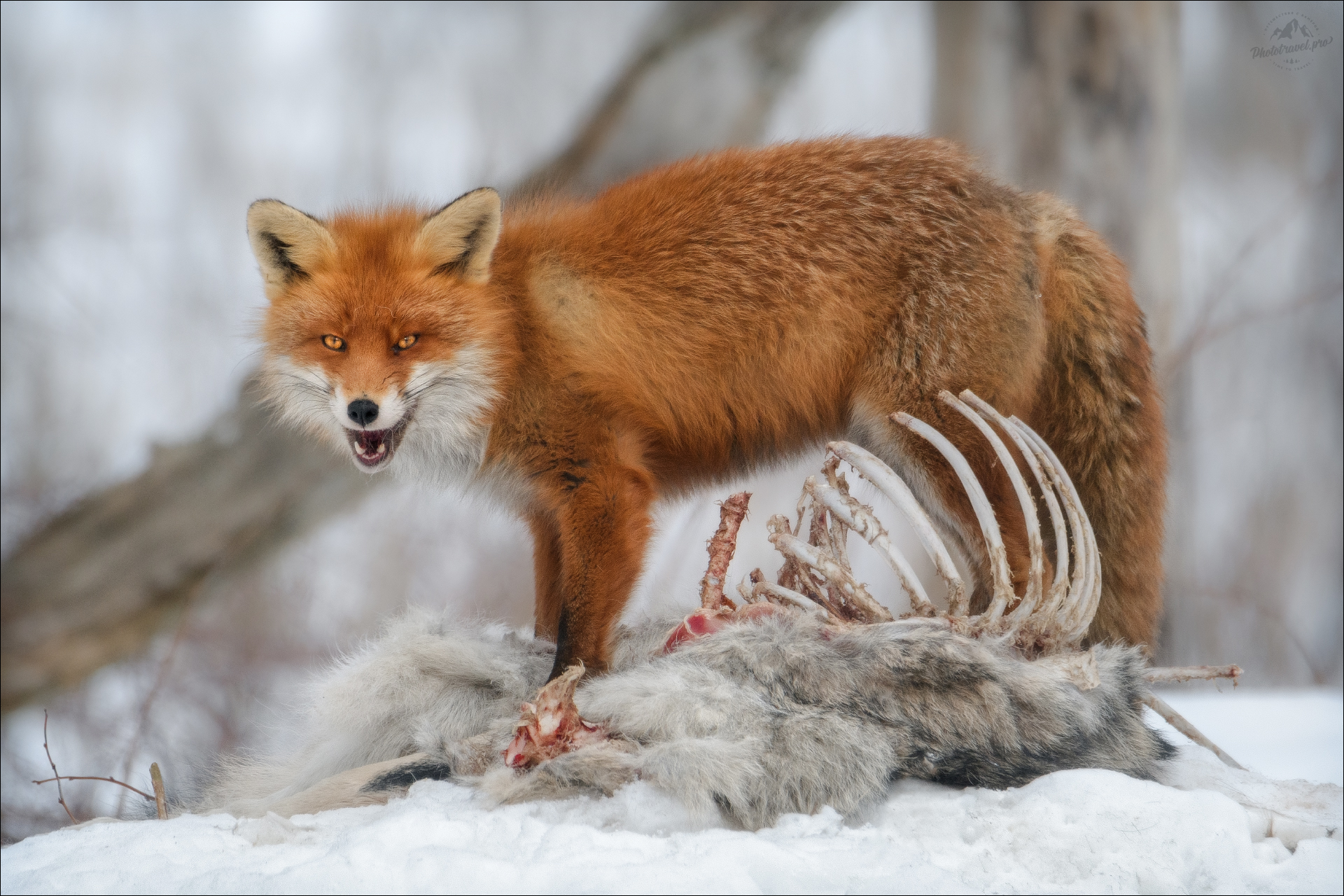 лис, лиса, лисица, заказник красный бор, фототур в красный бор, fox, Влад Соколовский